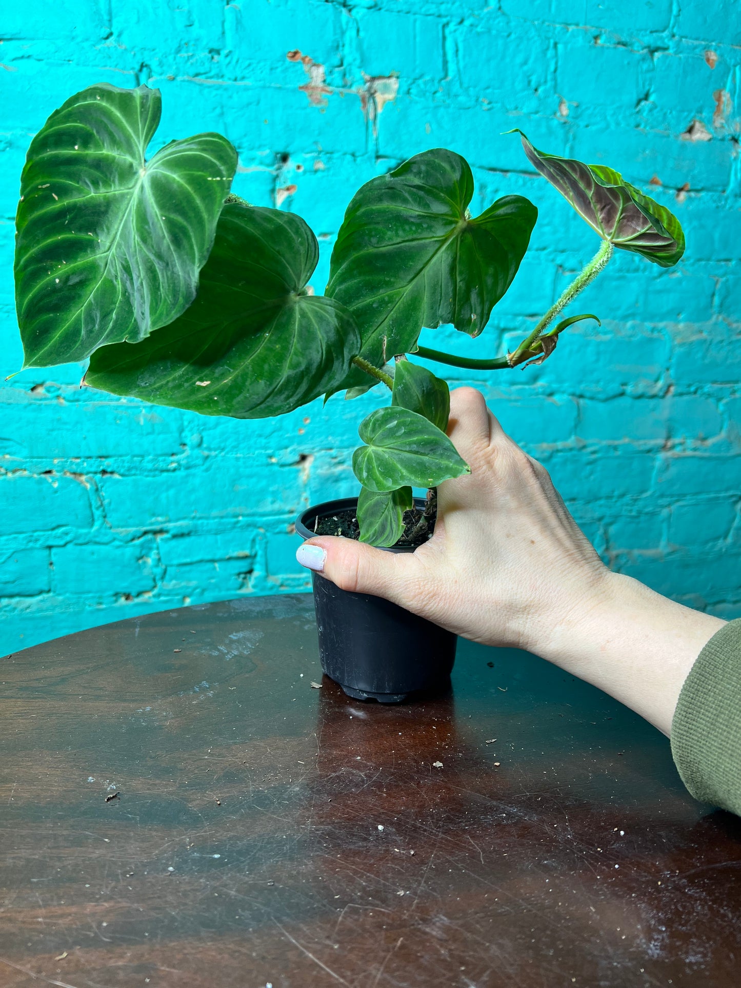 Philodendron Verrucosum Ecuador 4”