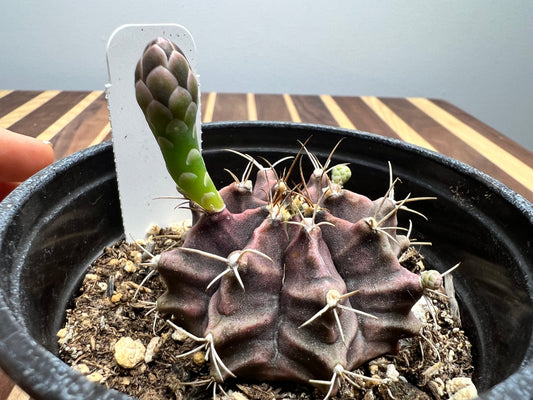 Gymnocalycium Mihanovichi Variegated Friedrich 8