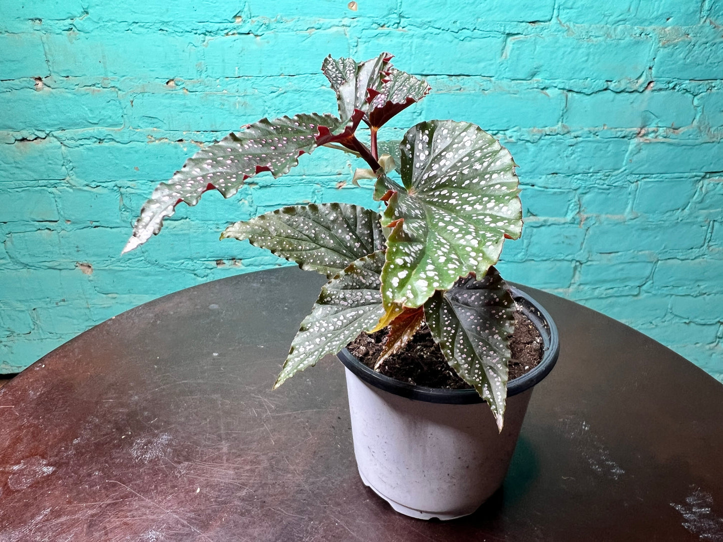 Begonia Maculata Pink (Polka Dot)