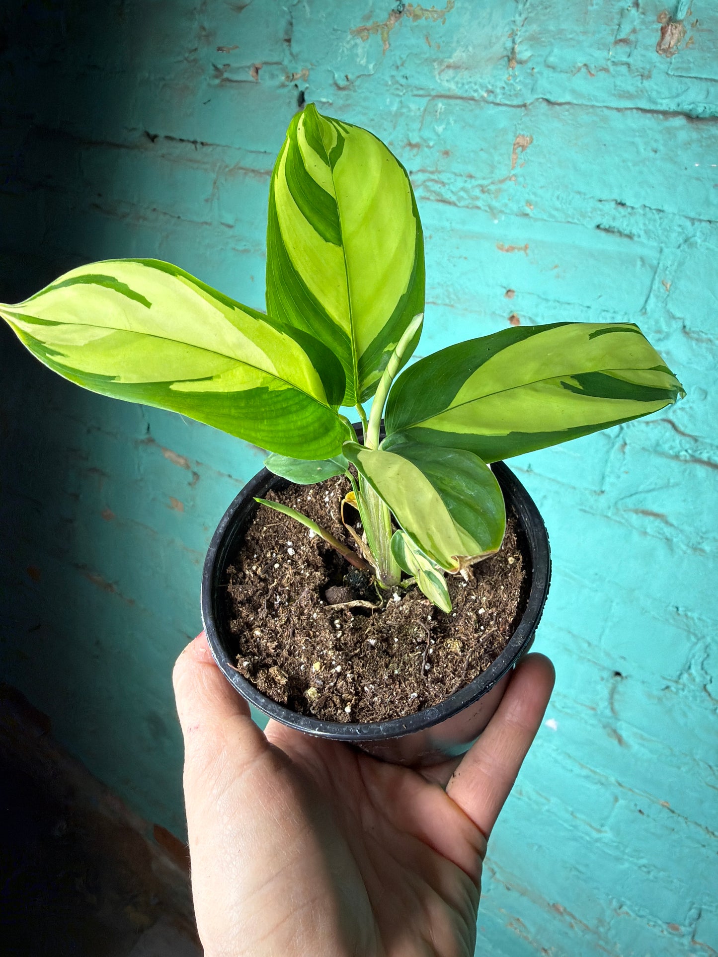 Calathea Pilosa “ Never Never” 4”