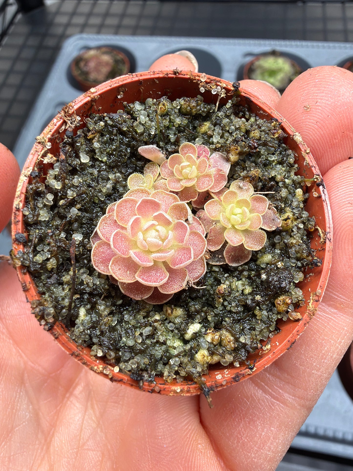 Pinguicula esseriana 1.5”