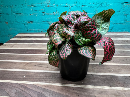 Nerveplant-Albivenis (Fuzzy stems)