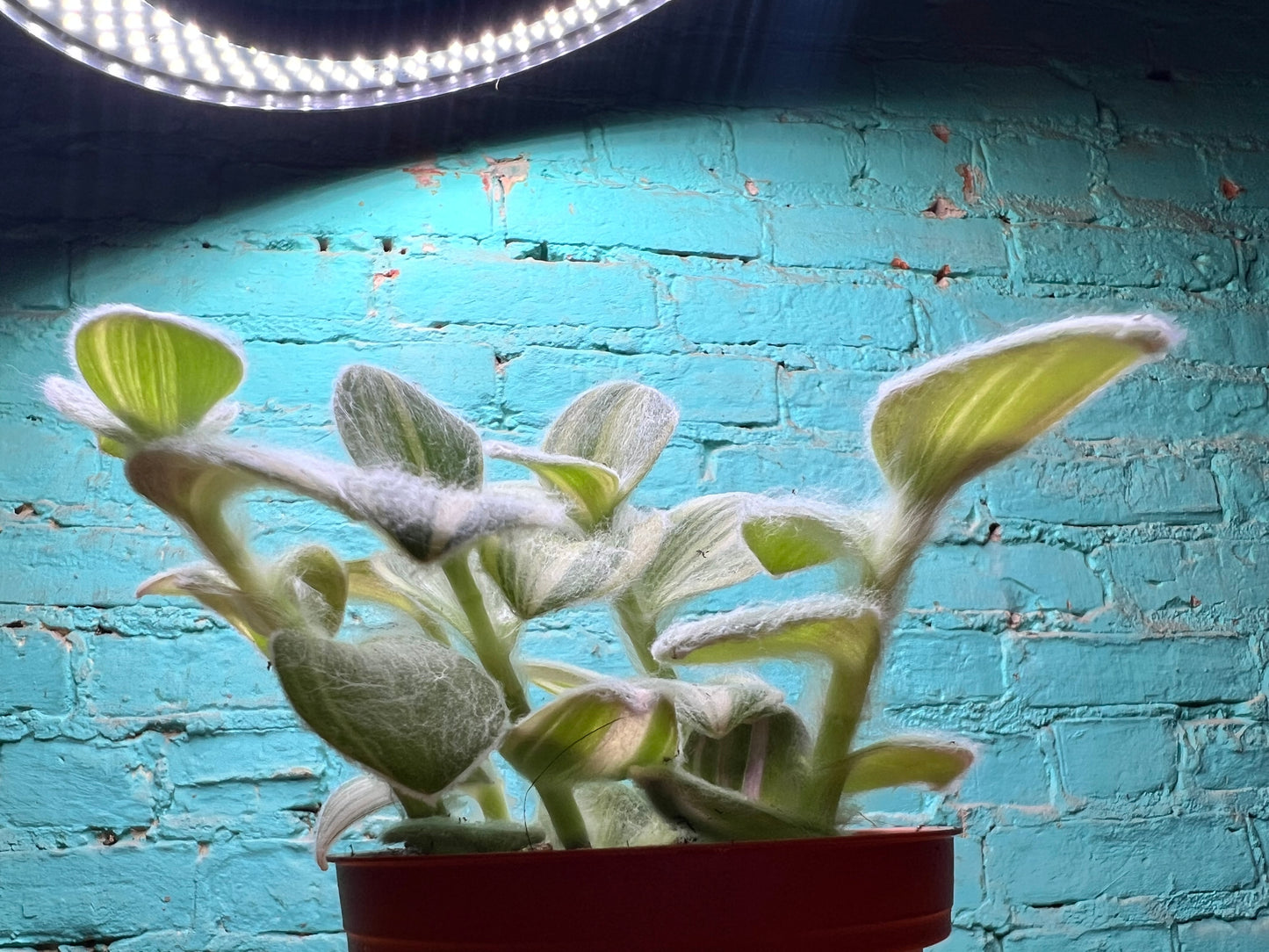 Hairy Wandering Jew 4” (Tradescantia sillamontana)
