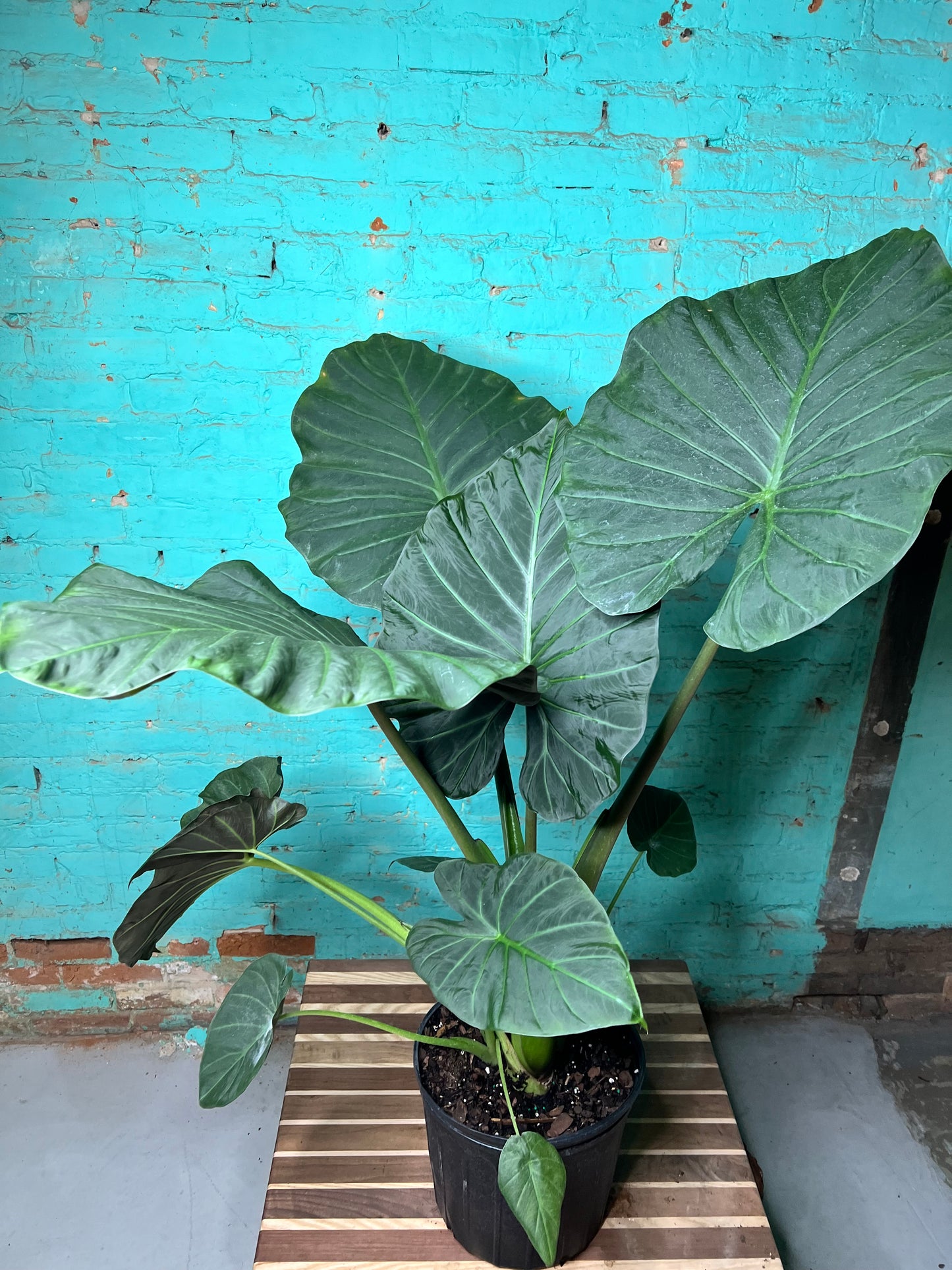 Alocasia Regal Shield 10”
