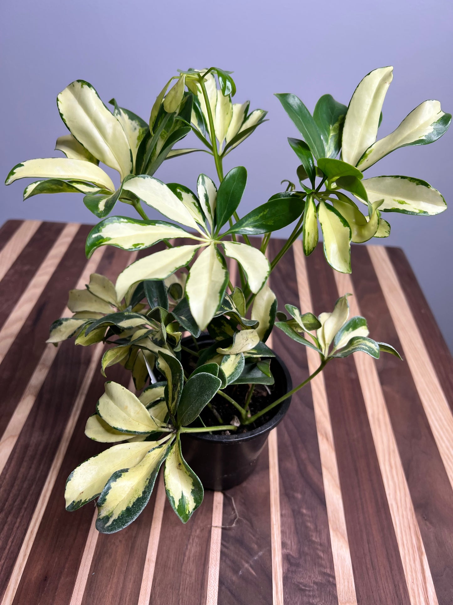 Schefflera Varagated (Umbrella plant) 4”