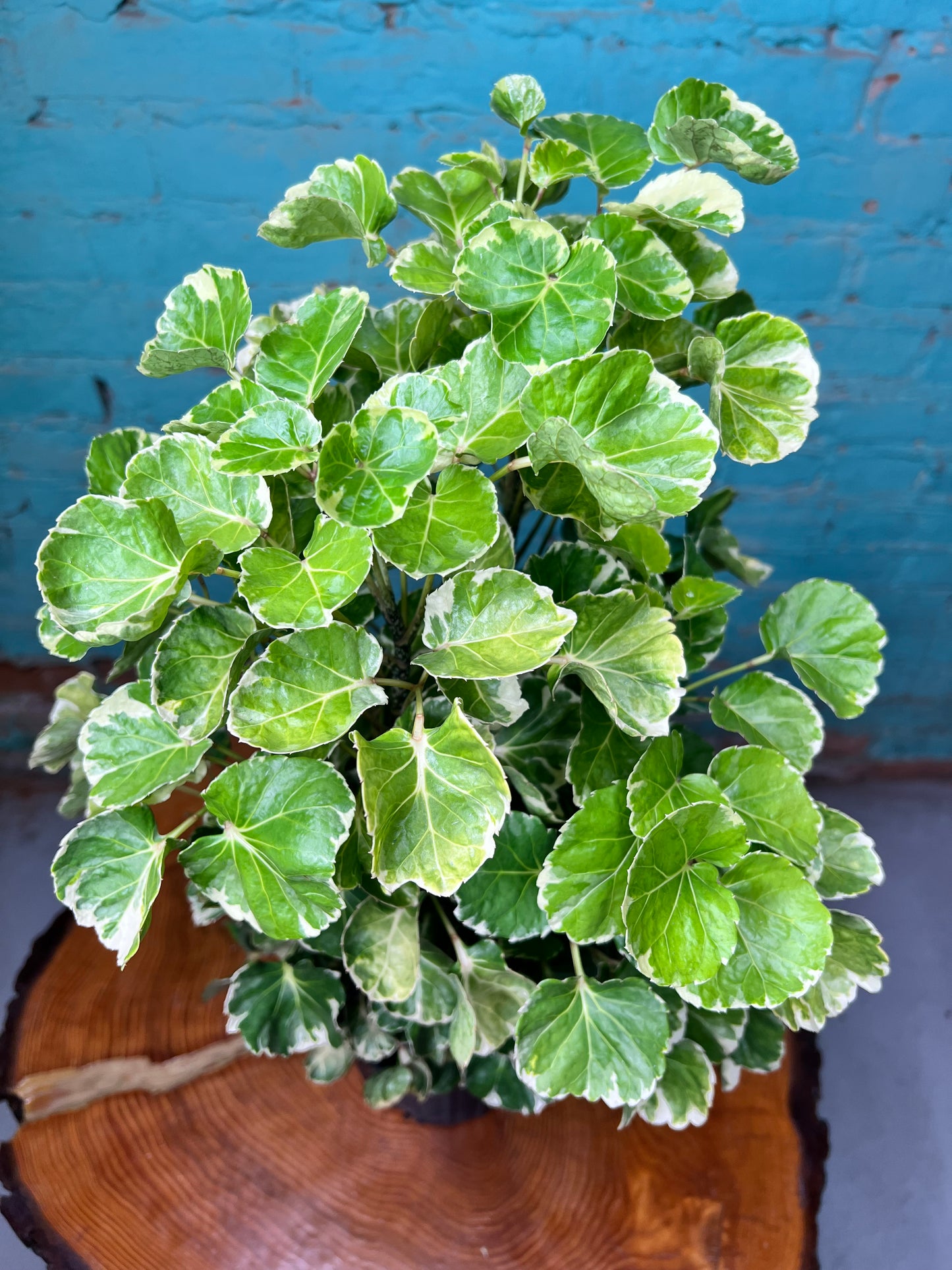 Balfour Aralia 6”