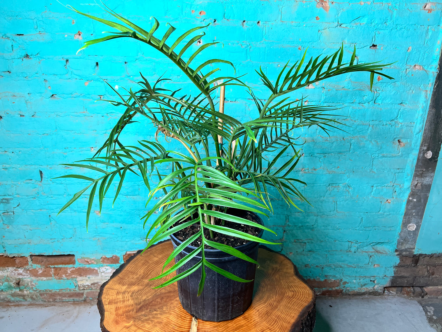 Philodendron Tortum 10”