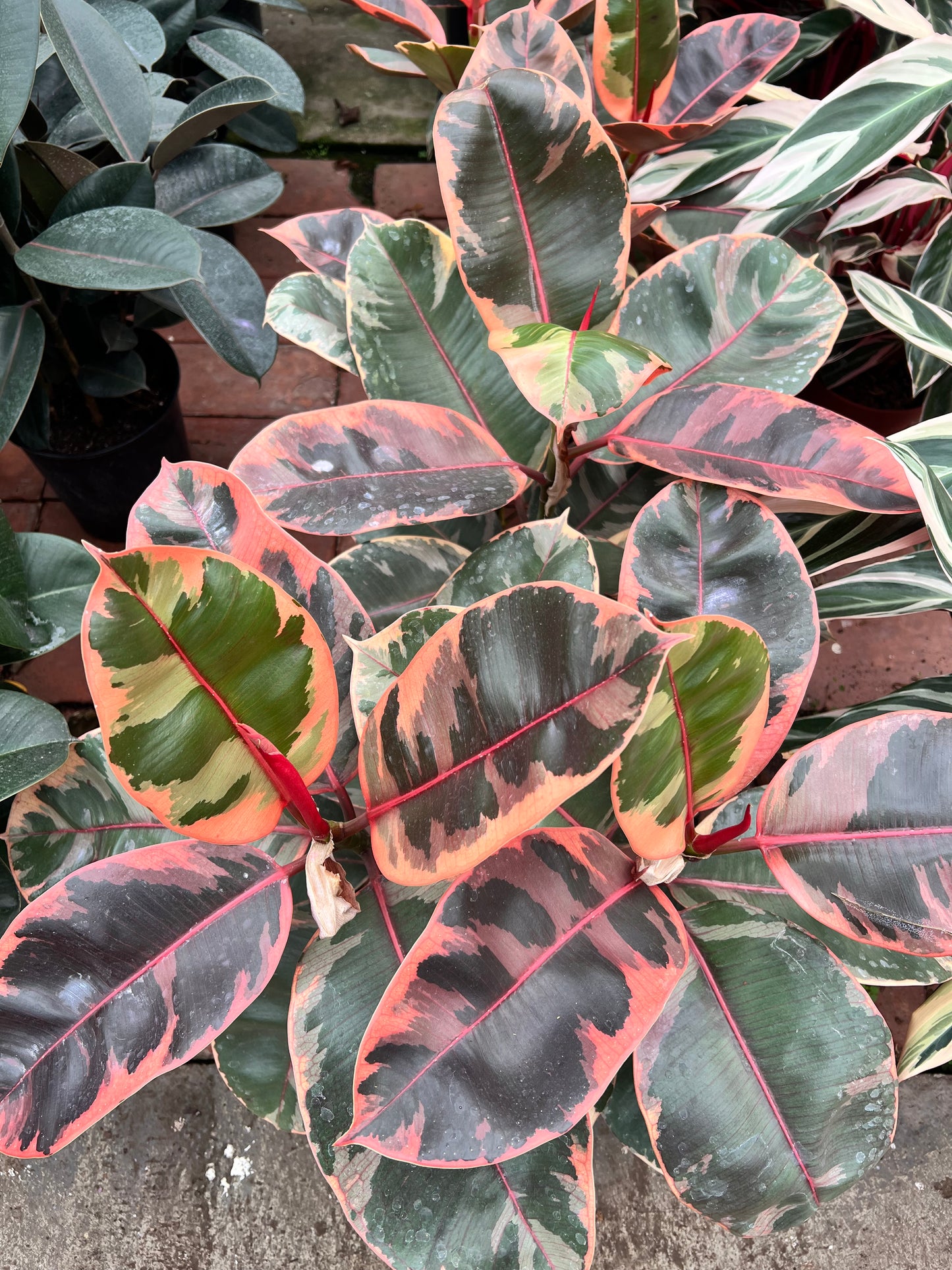 Rubber Tree-Burgundy variegated pink
