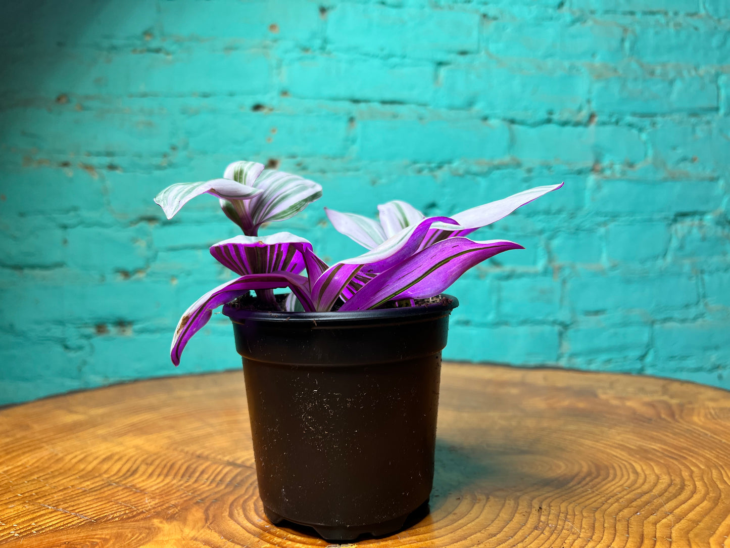 Tradescantia nanouk-Bubble gum