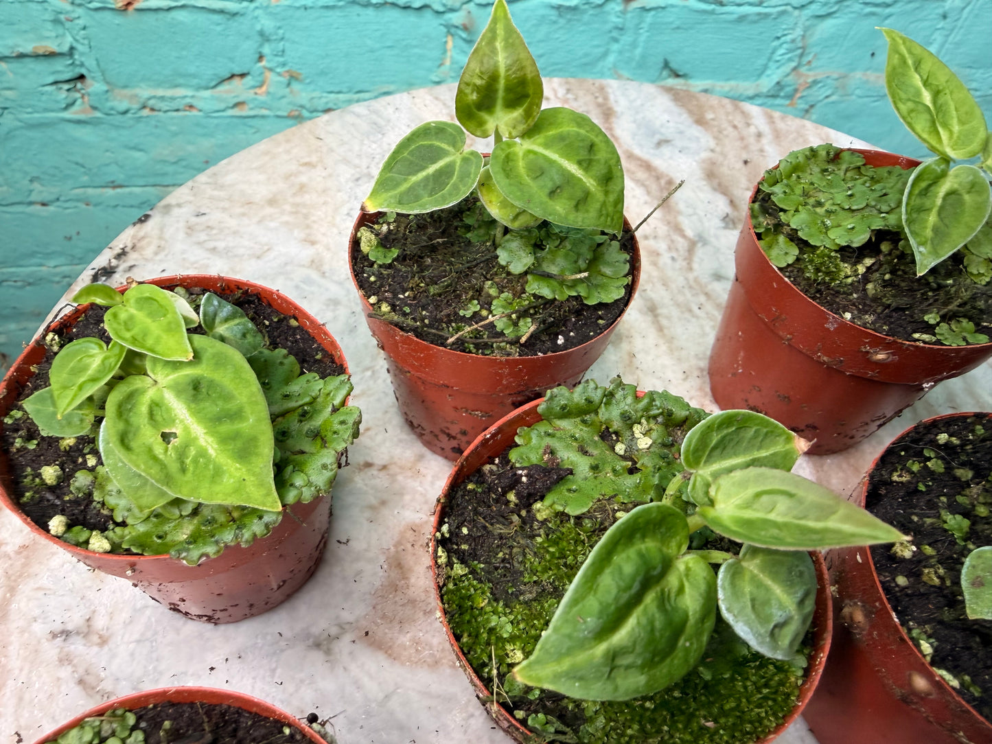 Anthurium Doryaki Vs Crystallinum 3”