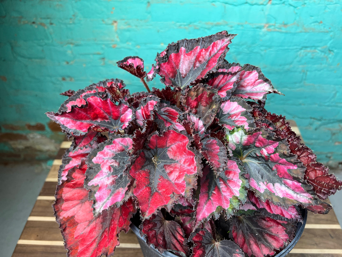 Rex begonia 10”
