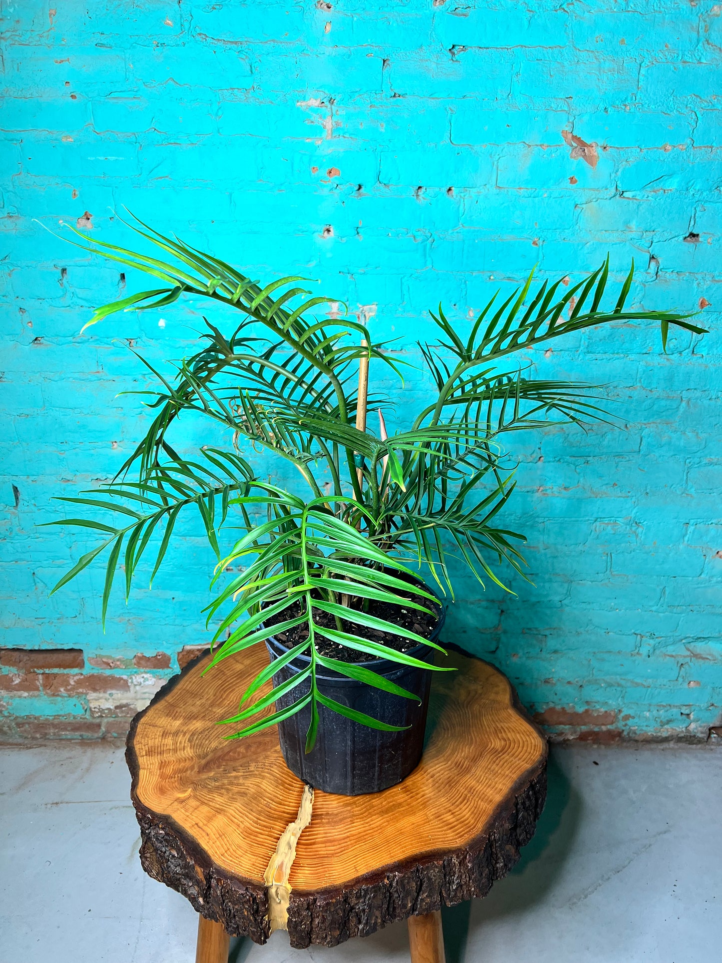 Philodendron Tortum 10”