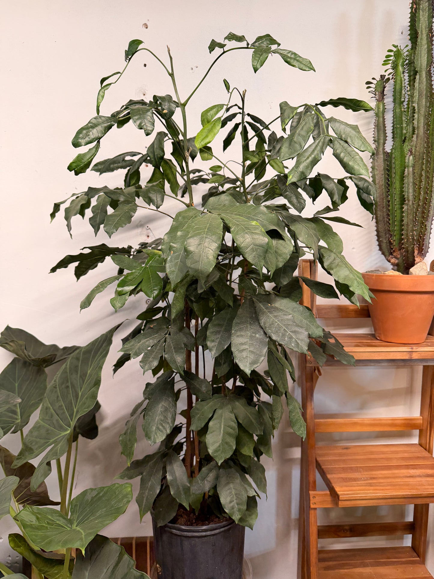 Natal Mahogany Tree 10”