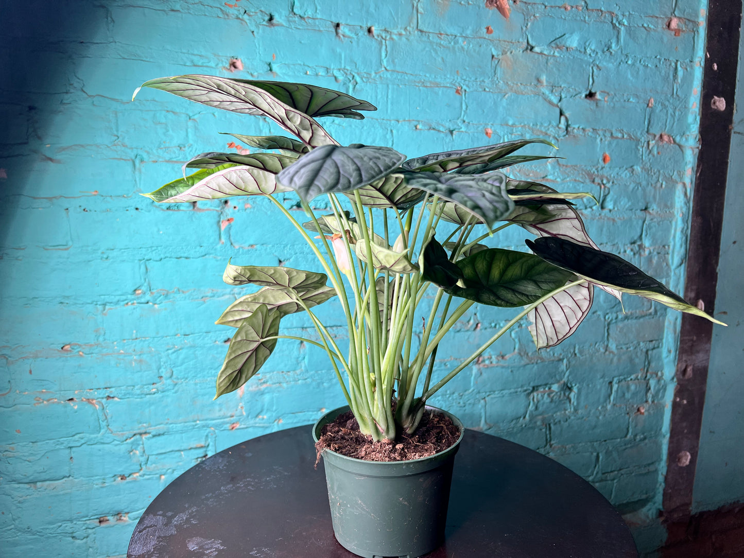 Alocasia Dragon Scale 6”