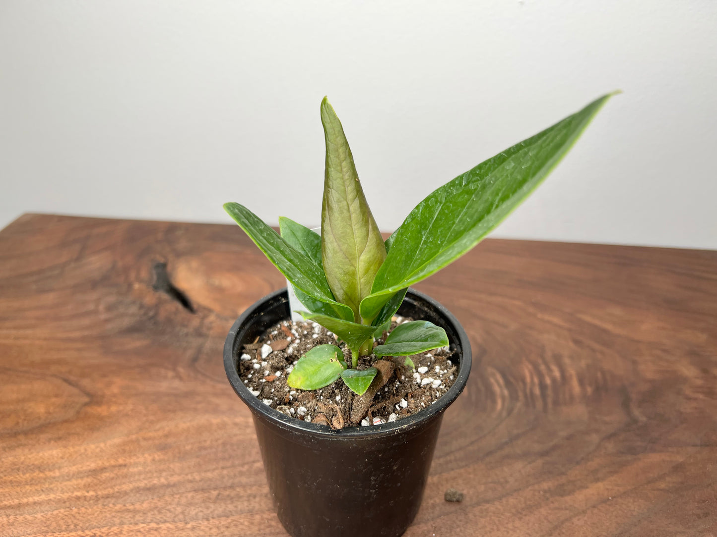 Anthurium Red Flag 4”