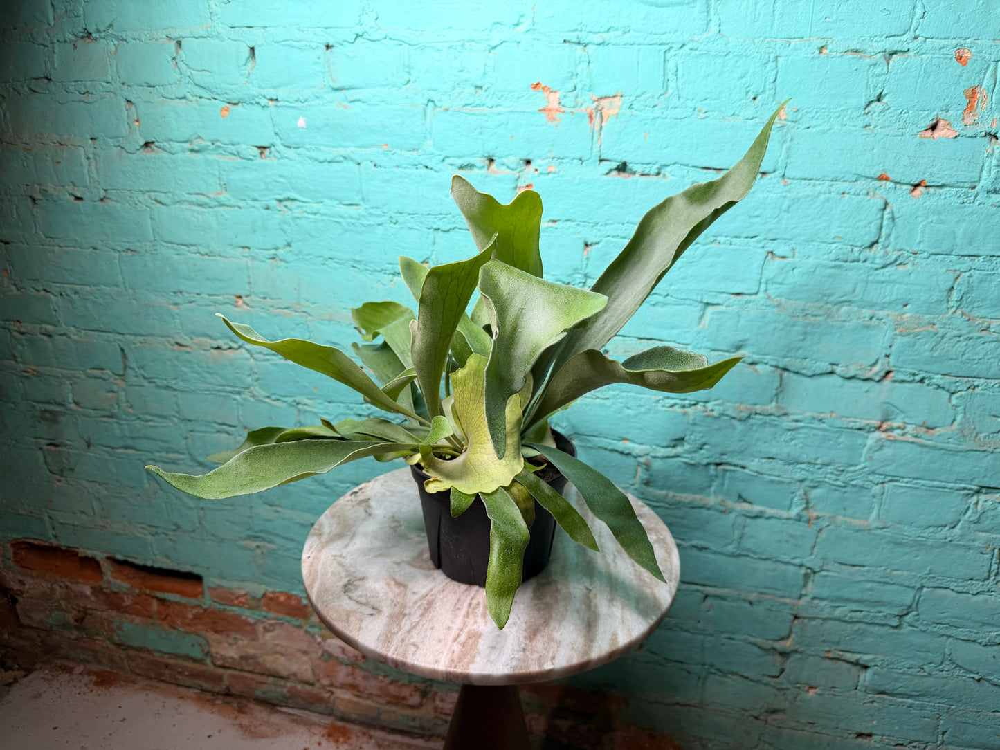 Staghorn Fern 6”
