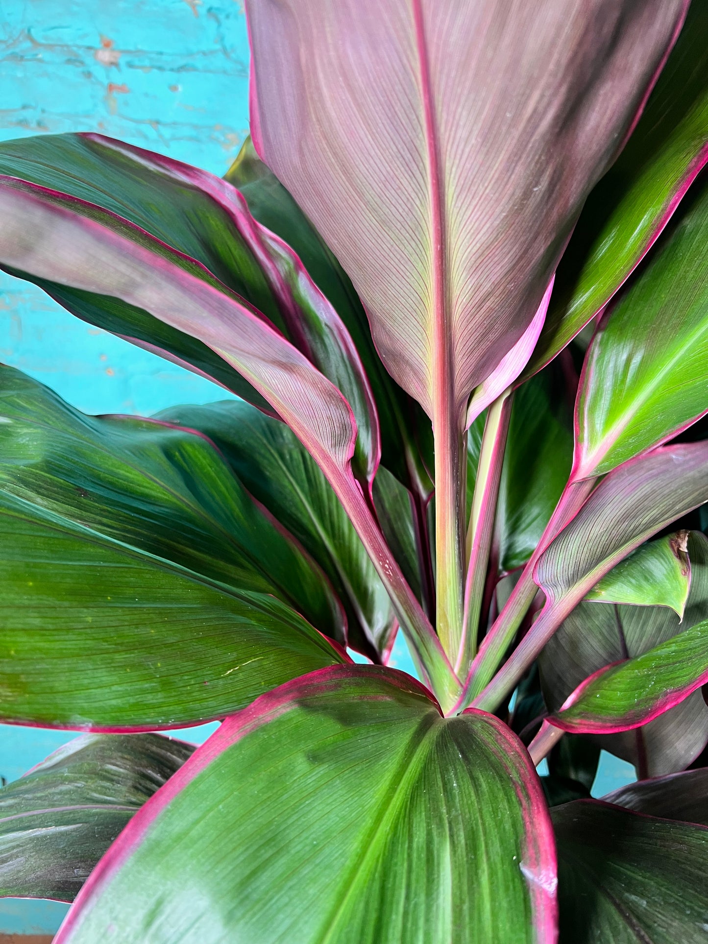 Cordyline Tropical Punch “Ti Plant”