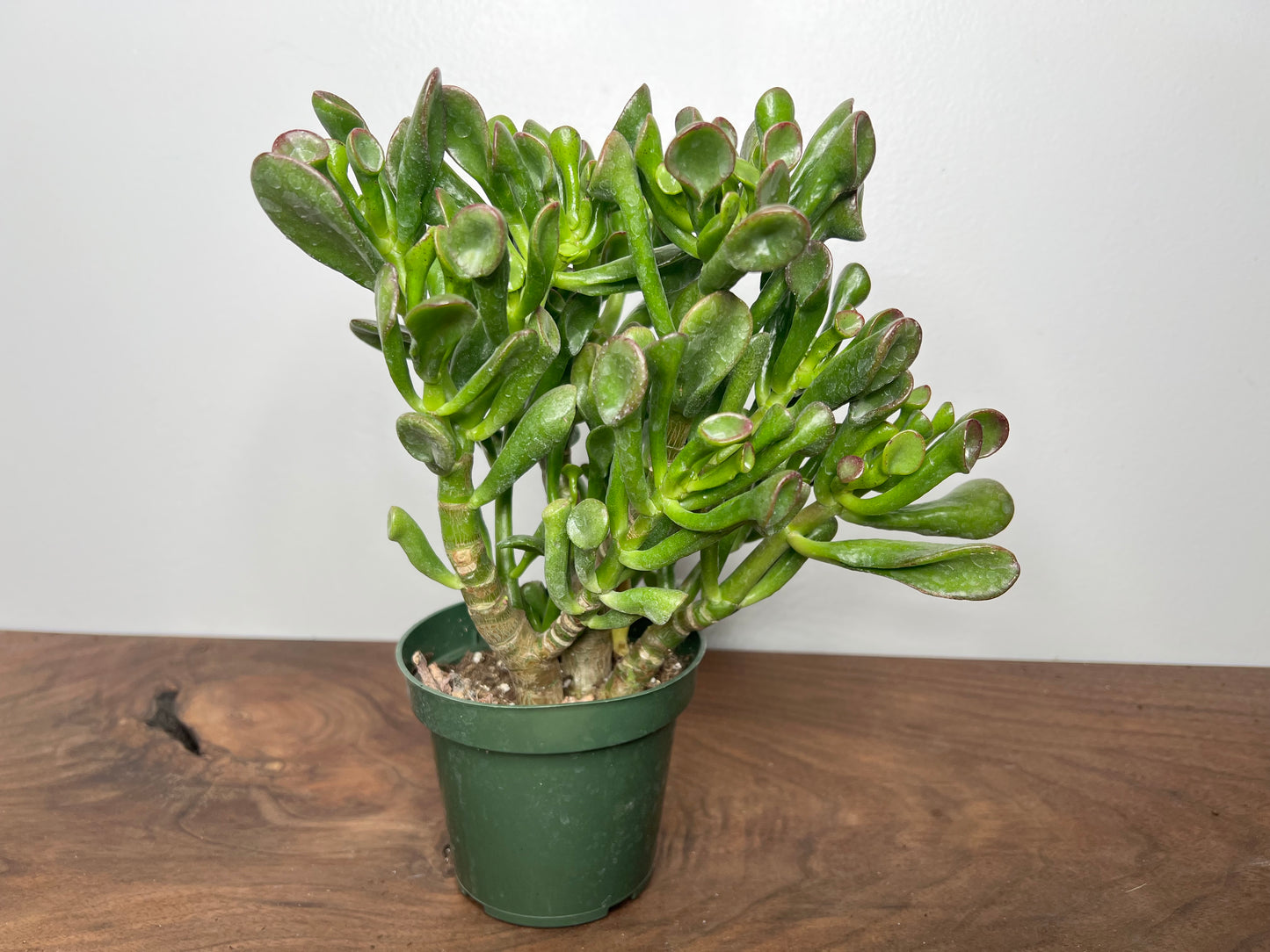 Jade- fingers 6”