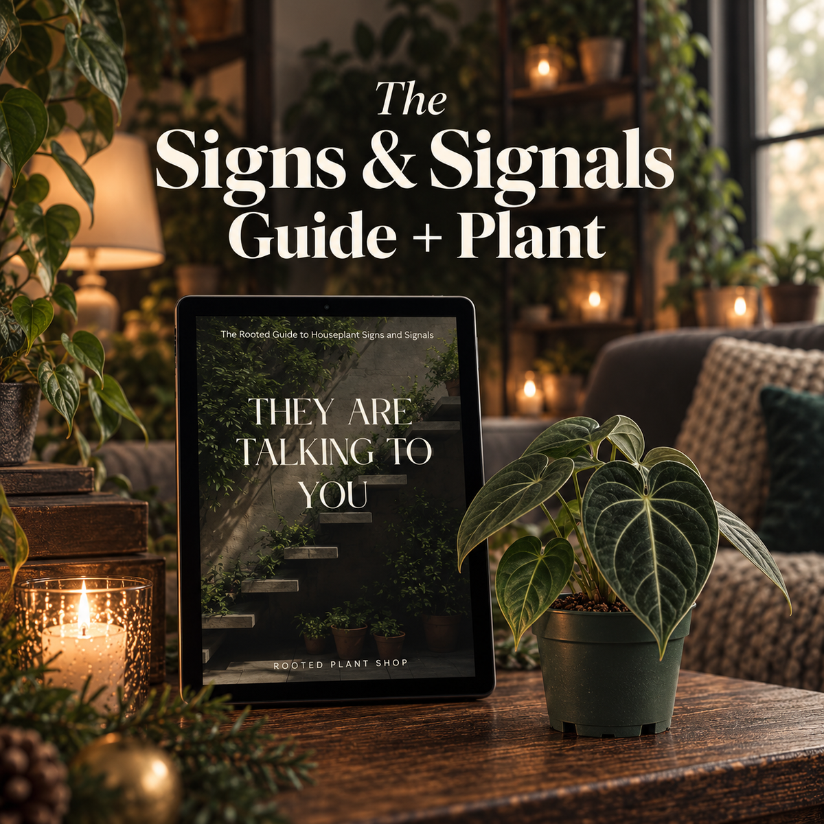 Signs & Signals + 4” Plant