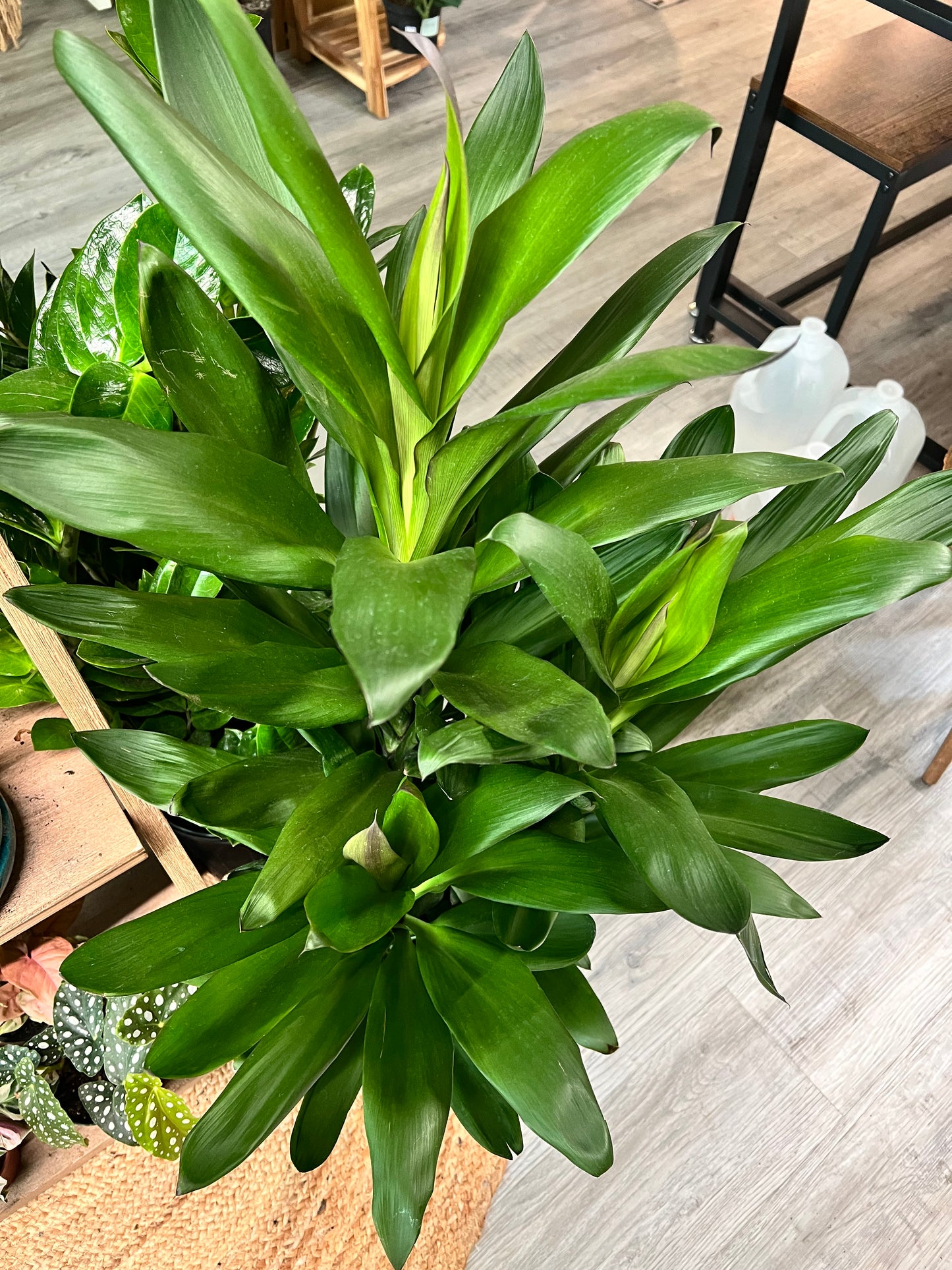 Cordyline Glauca “Ti Plant”