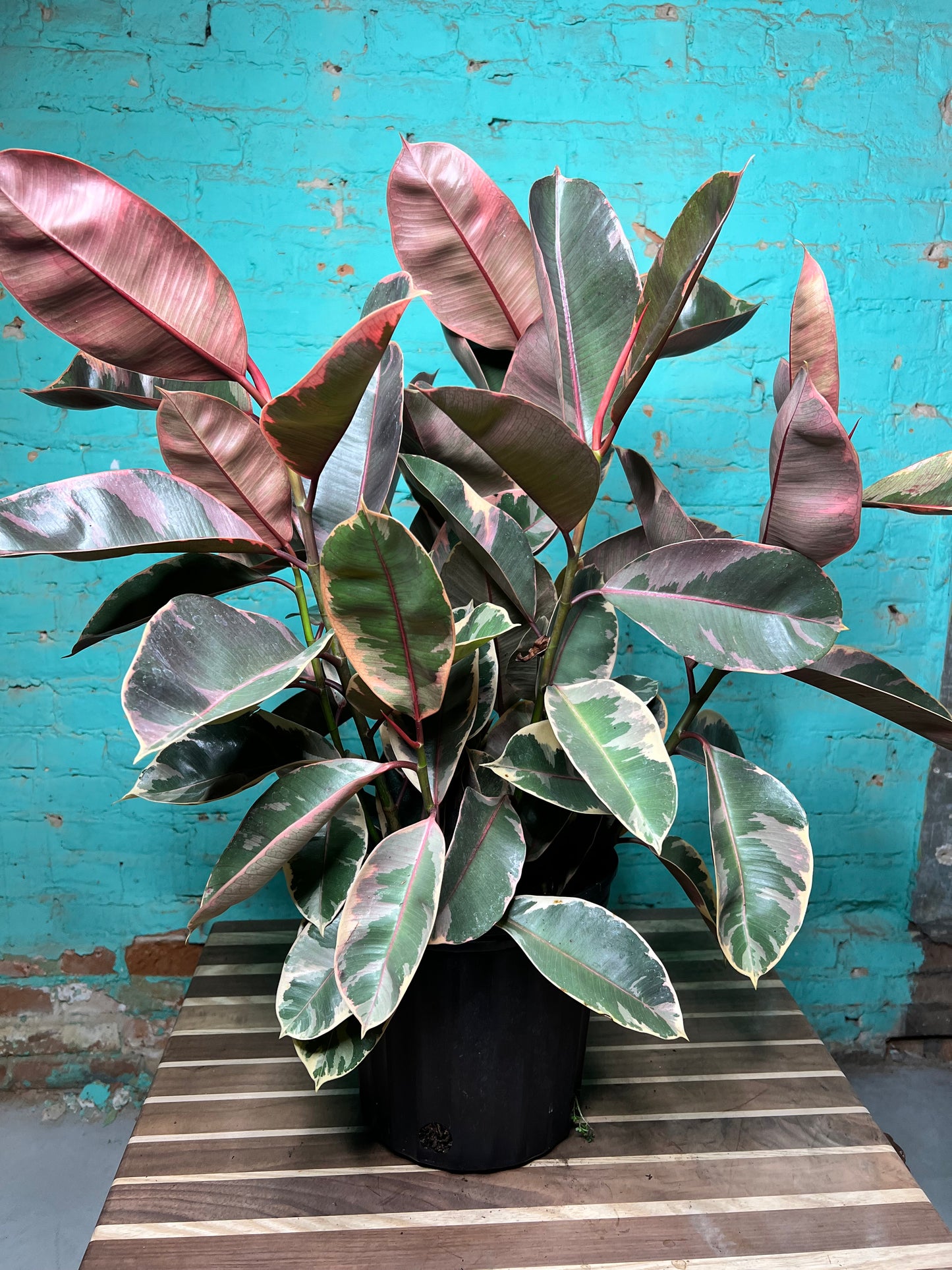 Rubber Tree - Ruby variegated pink 10”