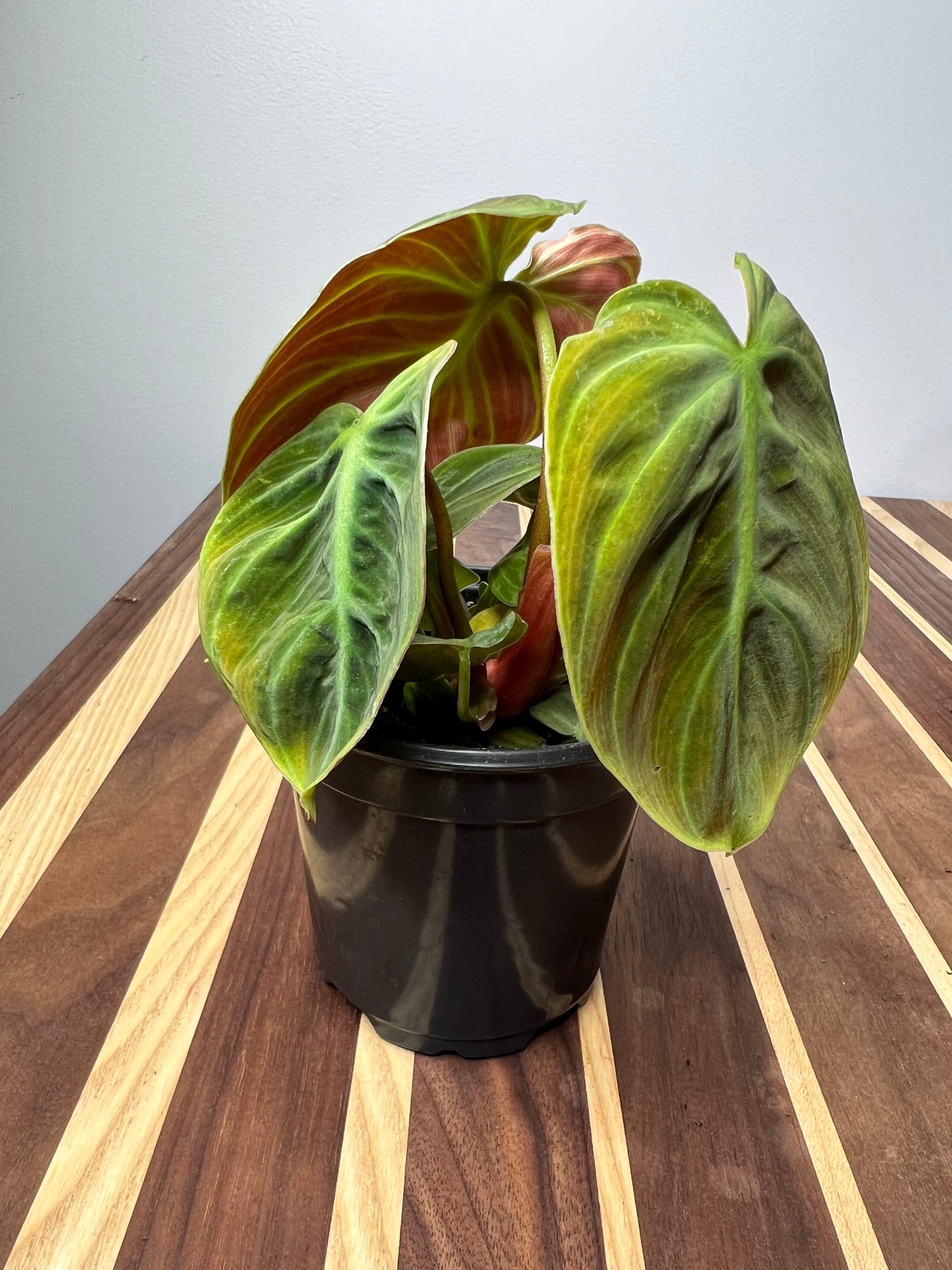 Philodendron El Choco Red
