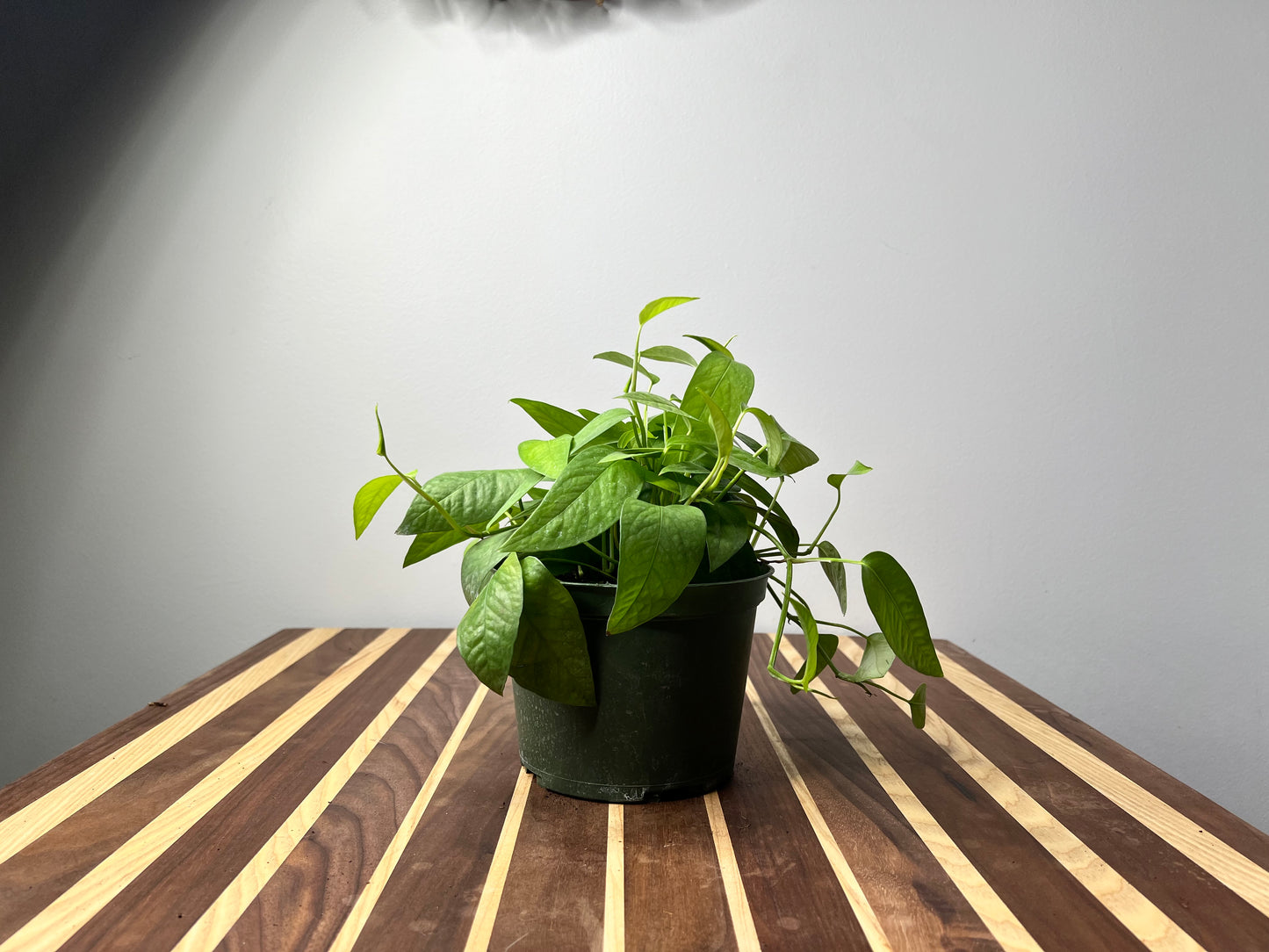 Cebu Blue Pothos 6”