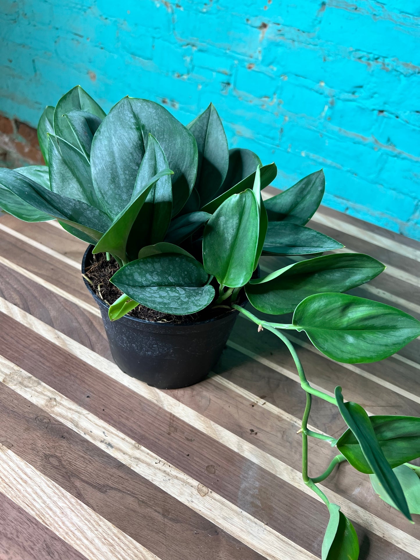 Scindapsus Sterling 6”