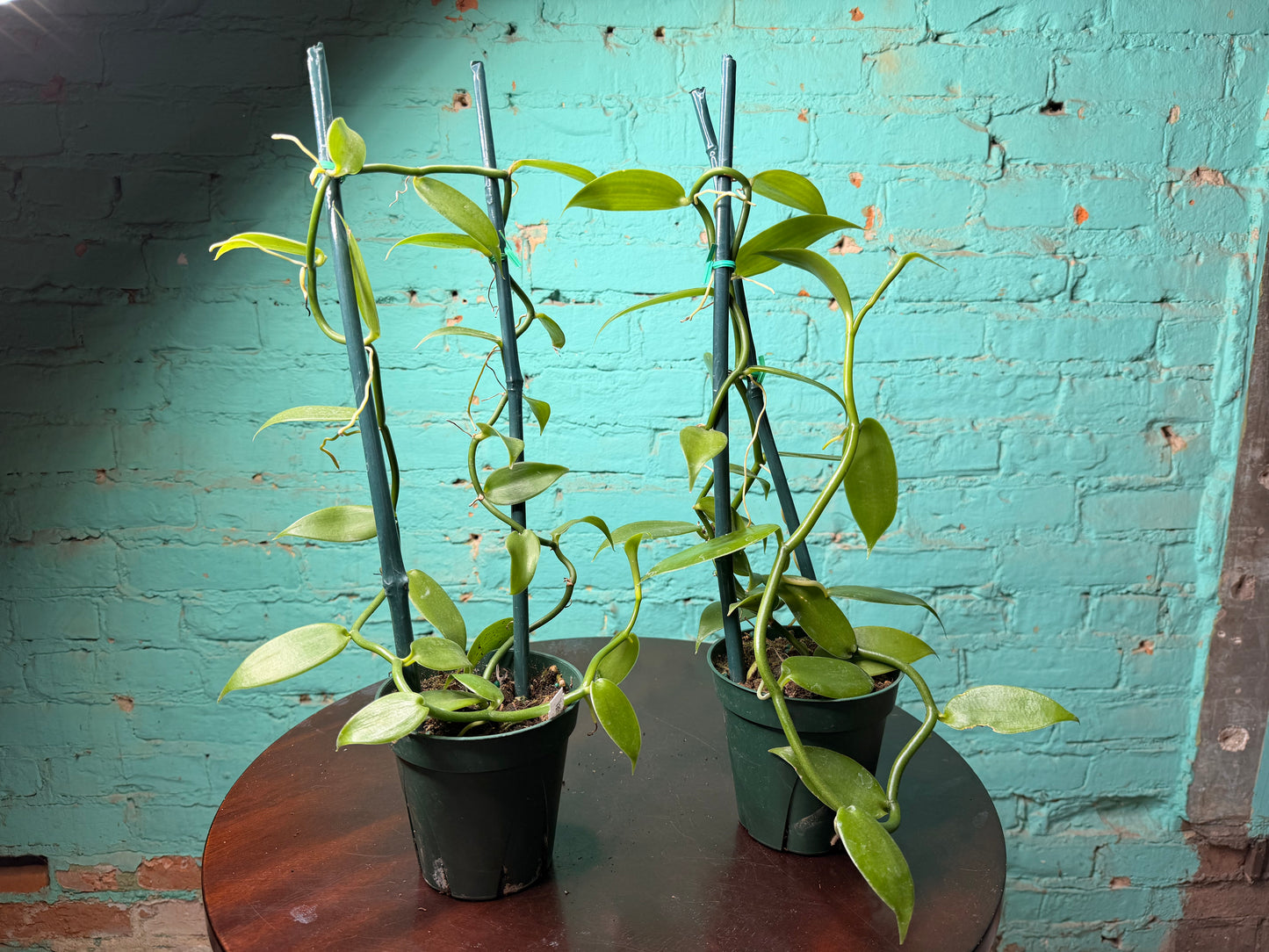 Vanilla Bean Orchids Trellis