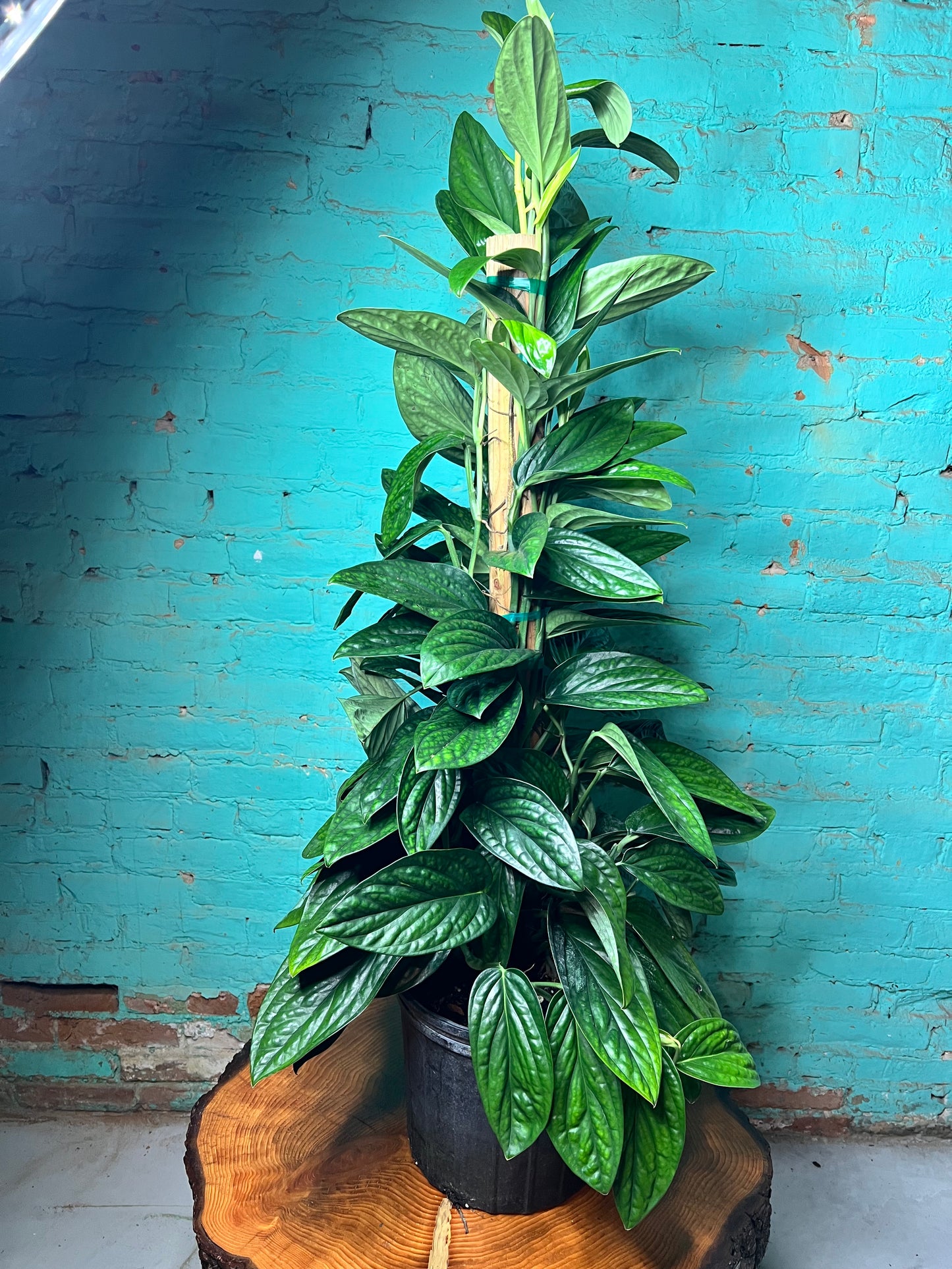 Monstera Peru 10” Totem