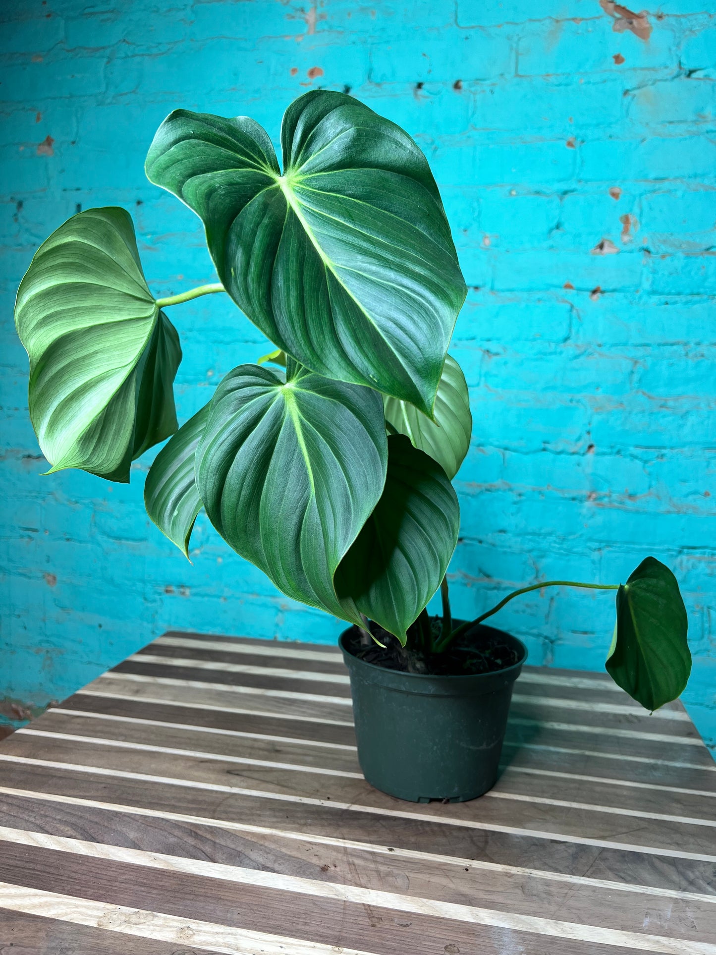 Philodendron McDowell 6”