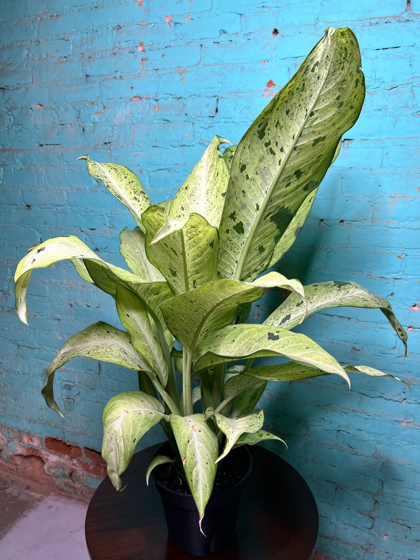 Dieffenbachia camouflage 8”