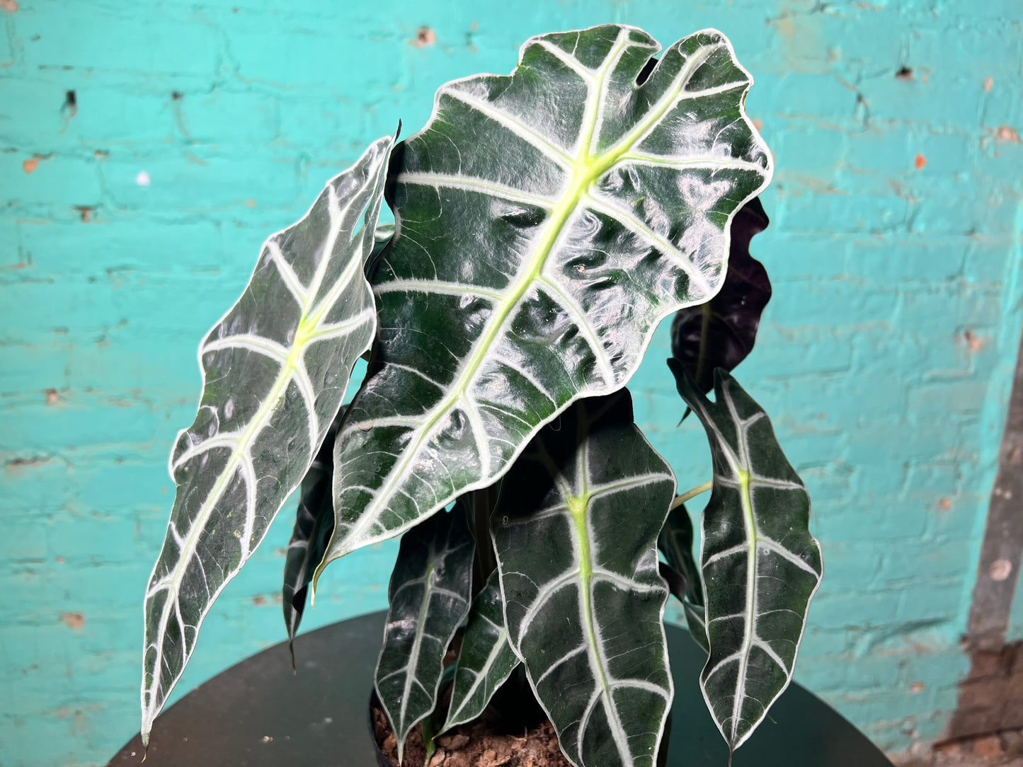 Alocasia Polly 6”