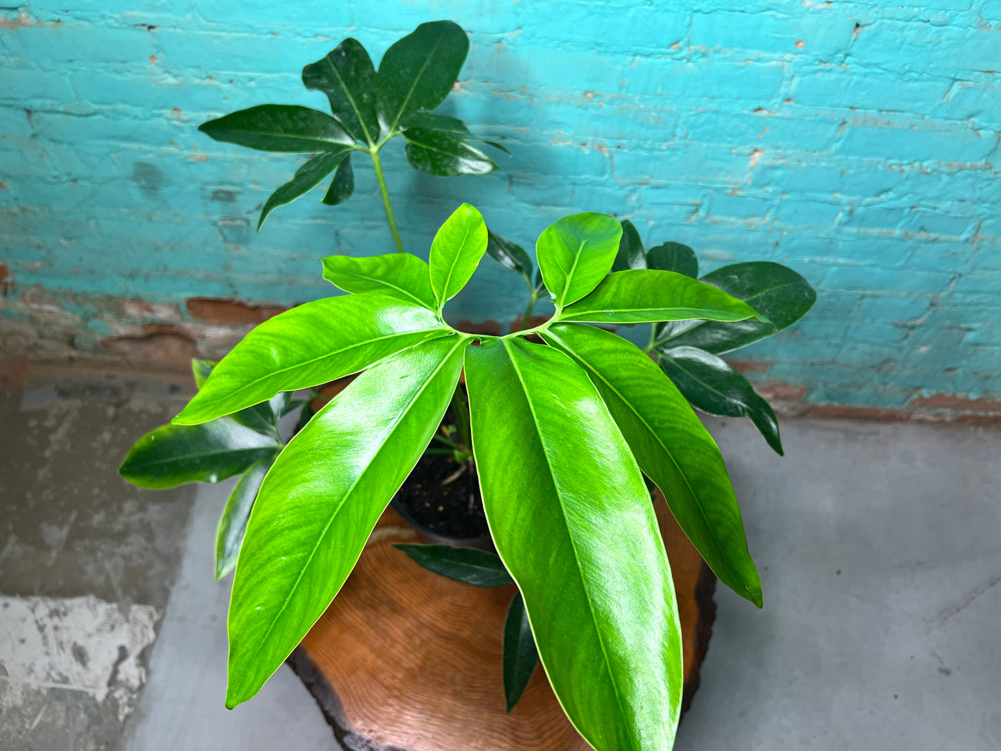 Philodendron- Goldeii 6” (one Large) Finger leaf