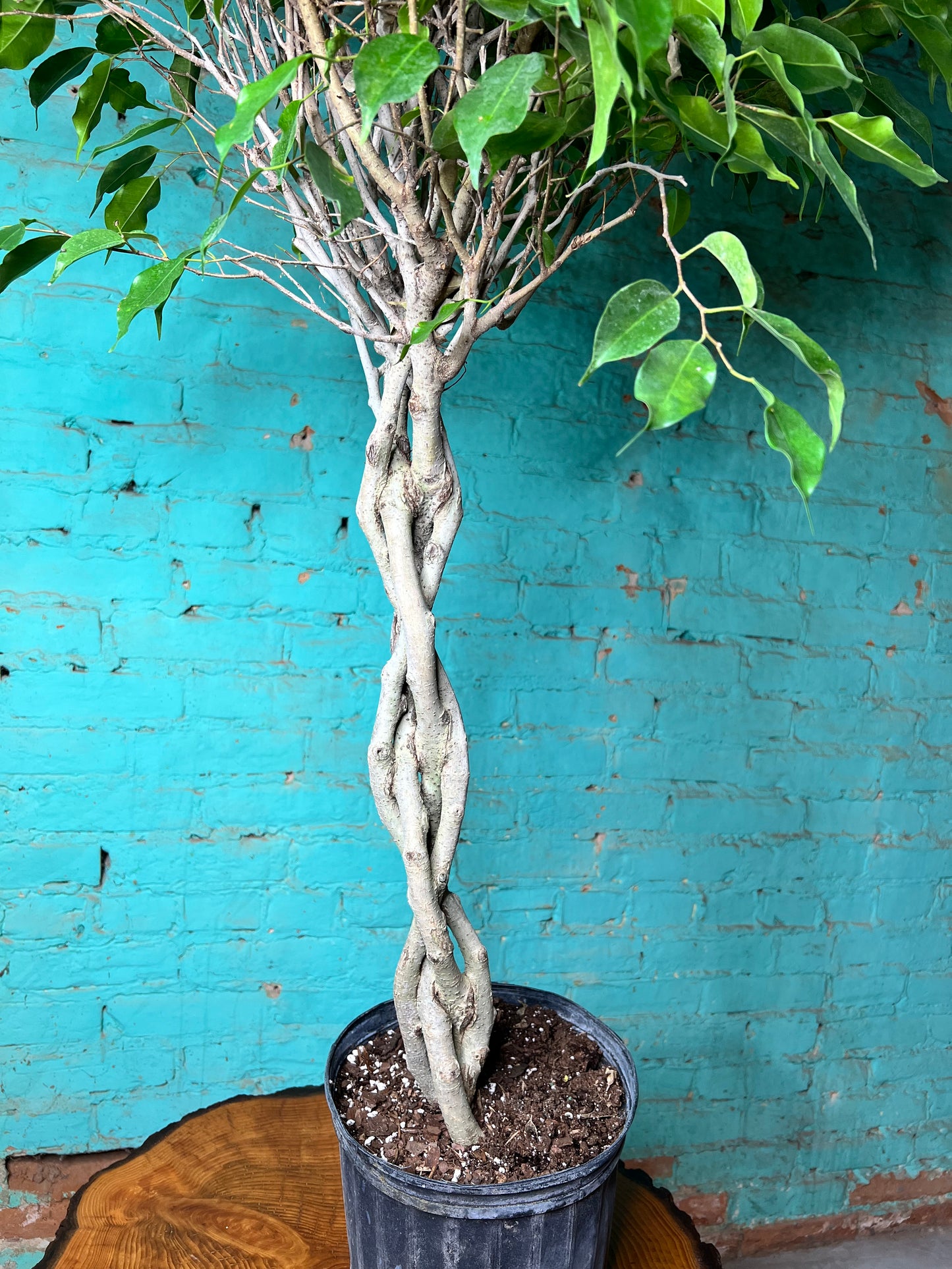 Ficus Benjamina Weeping Fig braided 10”