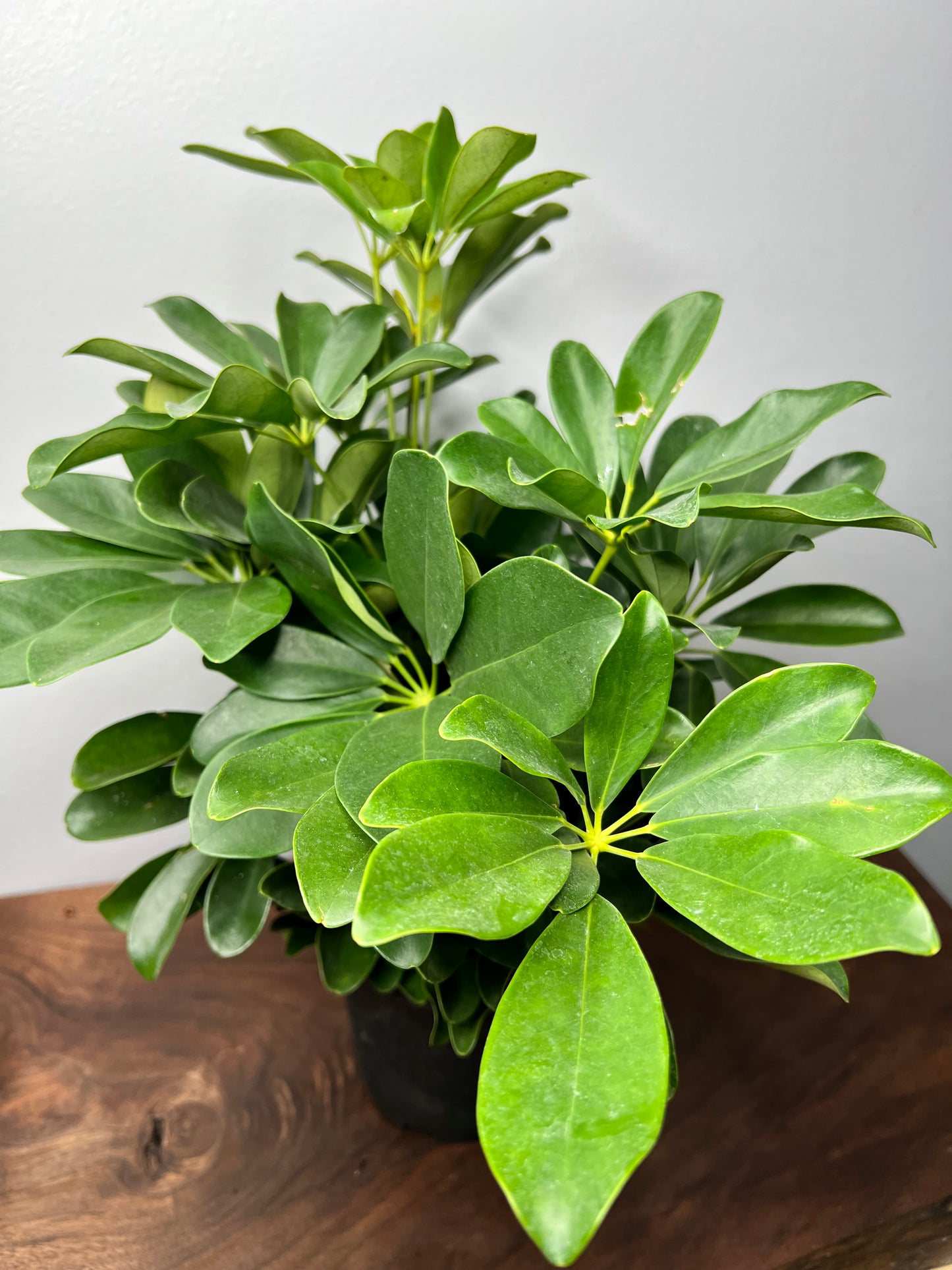 Schefflera (Umbrella plant) 6”