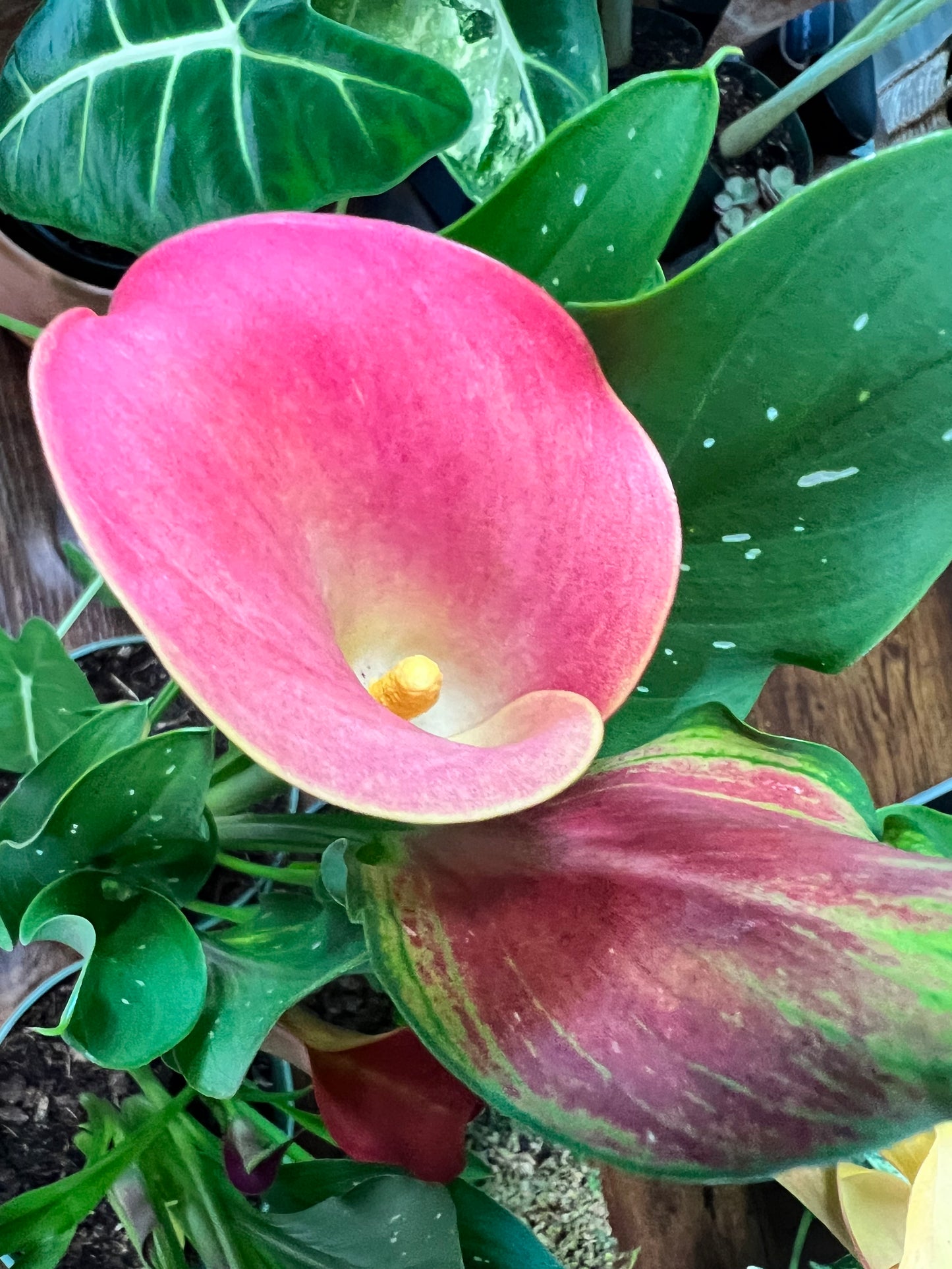 Calla Lily 4”