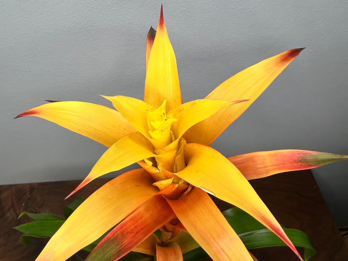 Bromeliad 4”