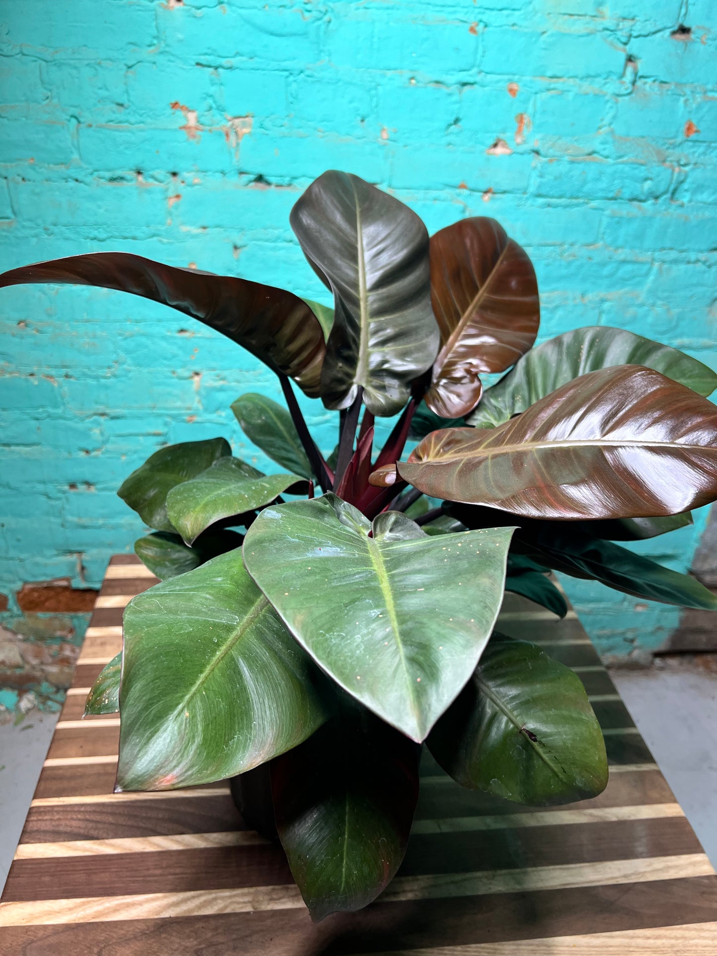 Philodendron Black Cardinal 10”
