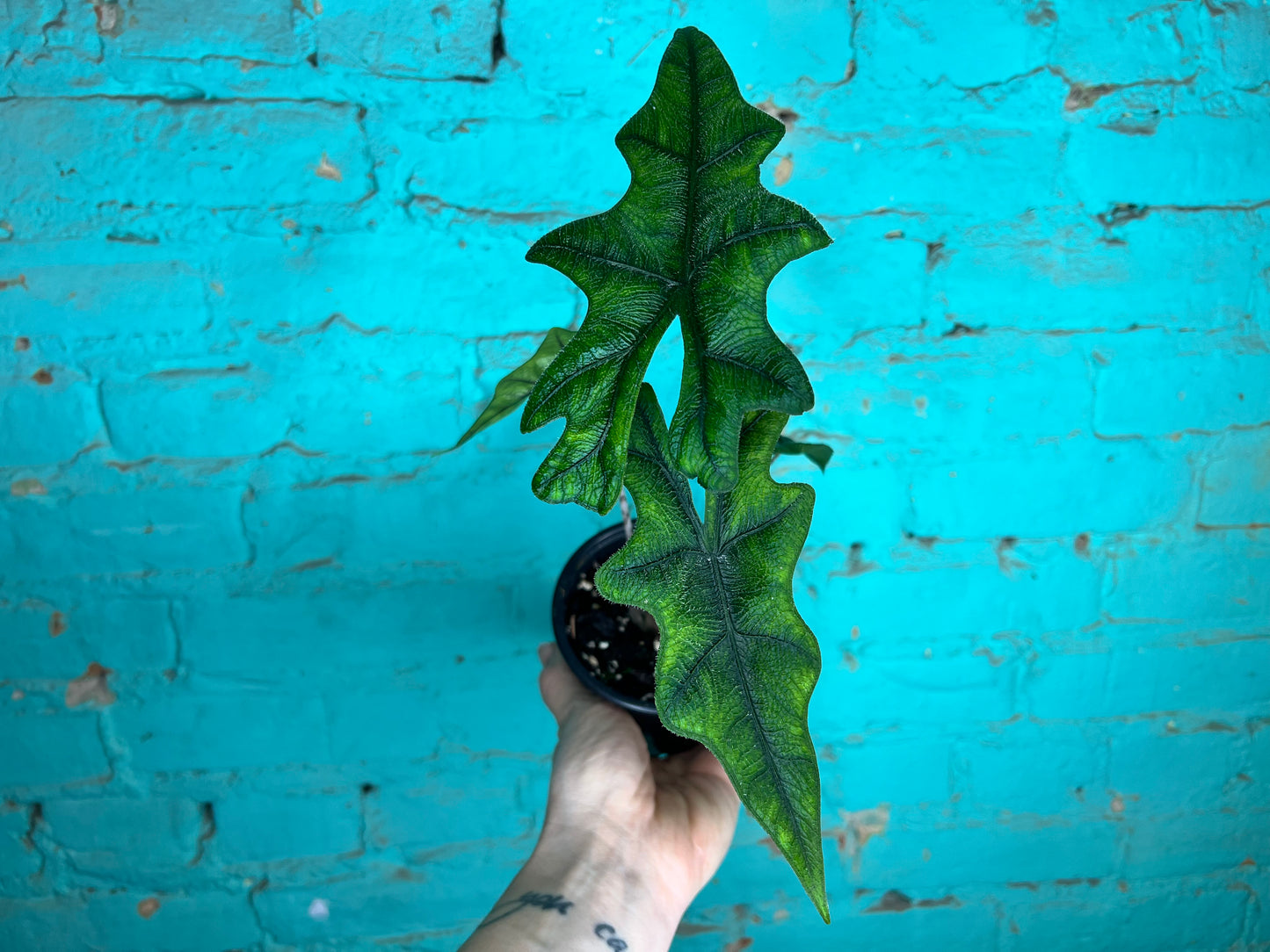 Alocasia Jacklyn 4”