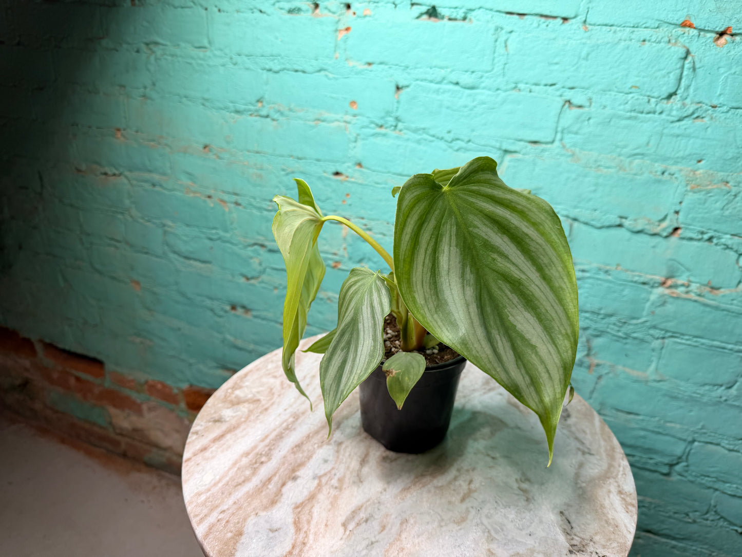 Philodendron Pastazanum x Plowmanii