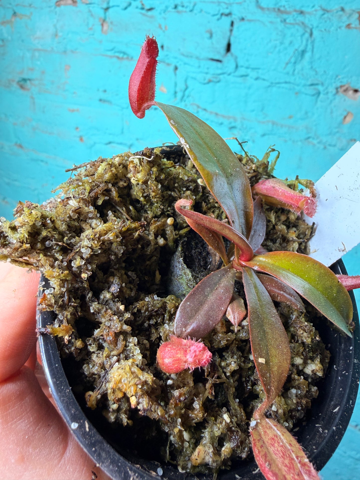 Nepenthes Pitcher Plant “Lady Luck ” 4”
