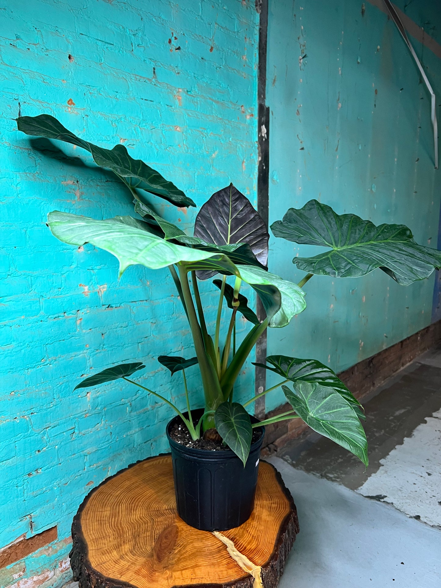 Alocasia Regal Shield 10”