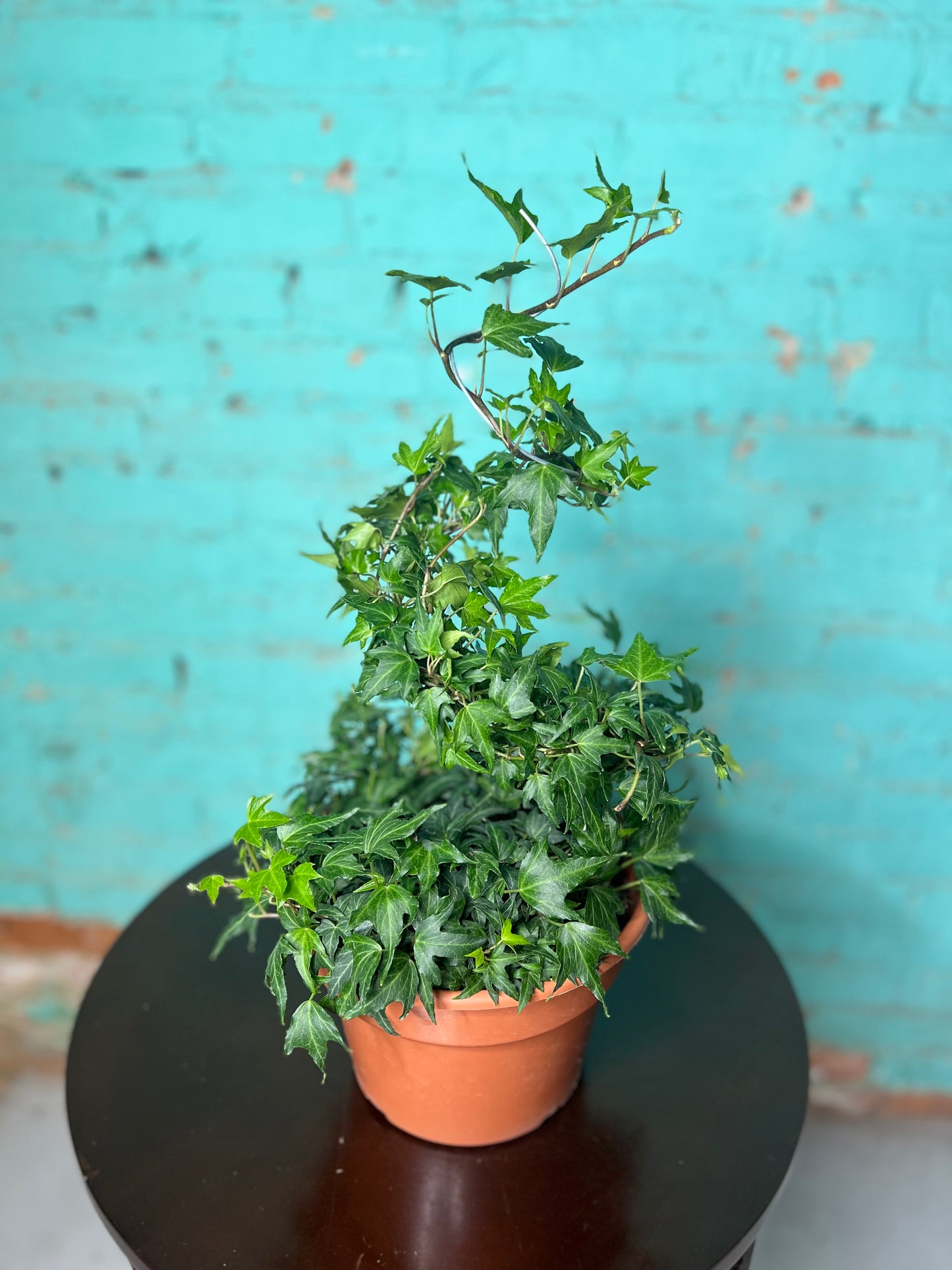 Ivy Topiary spiral 8”