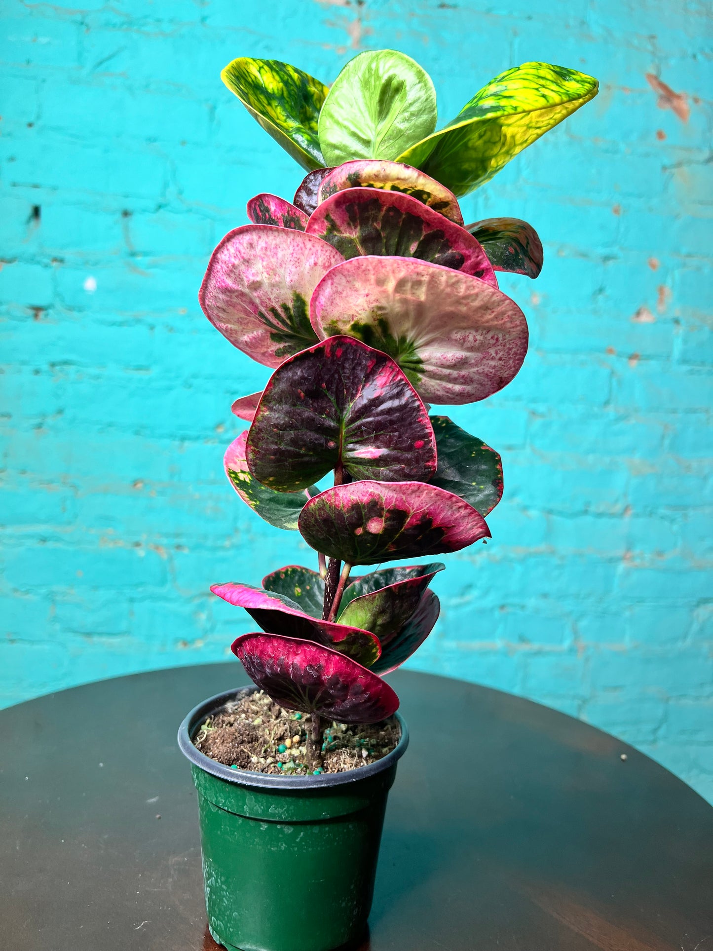 Croton Rose 4”