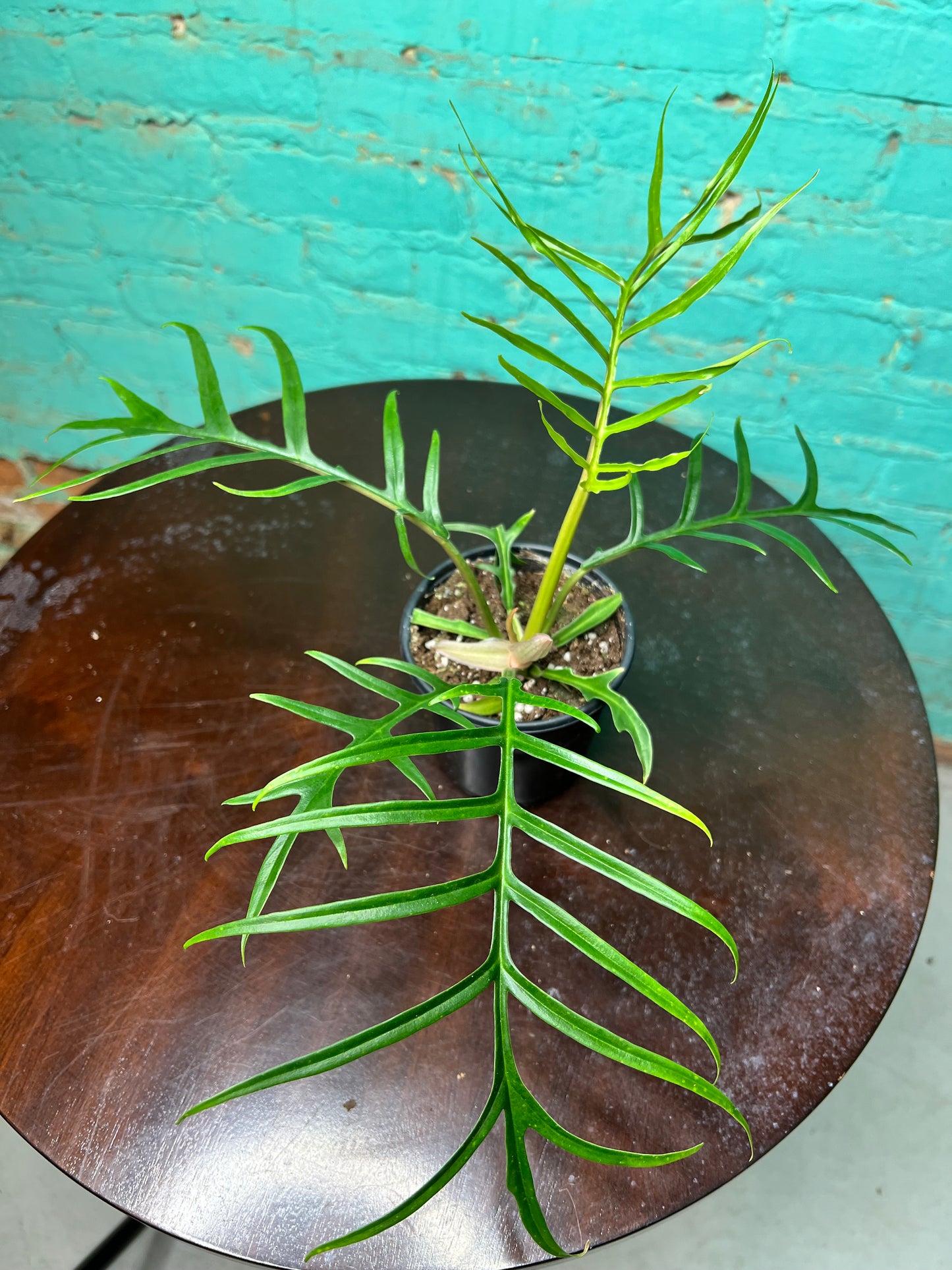 Philodendron Tortum 4”