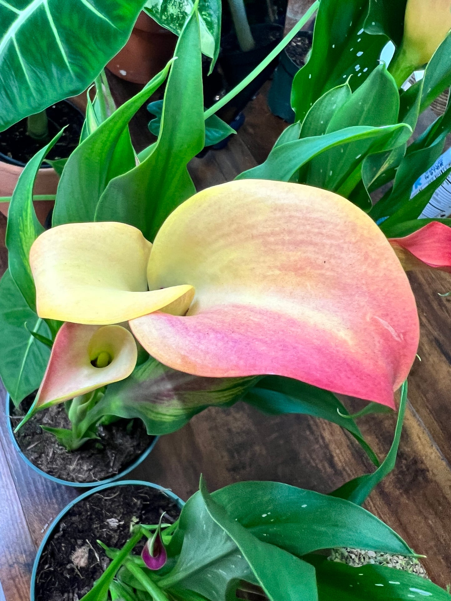 Calla Lily 4”