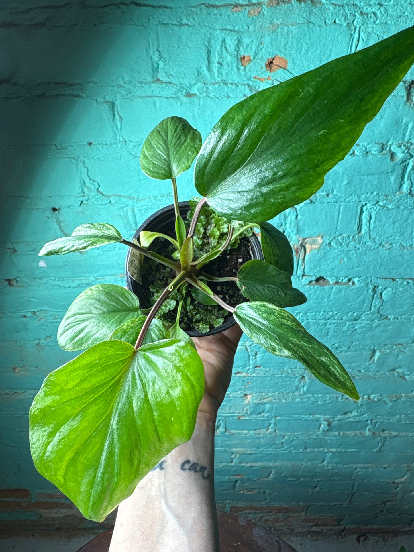 Homalomena Emerald Variegated 4”