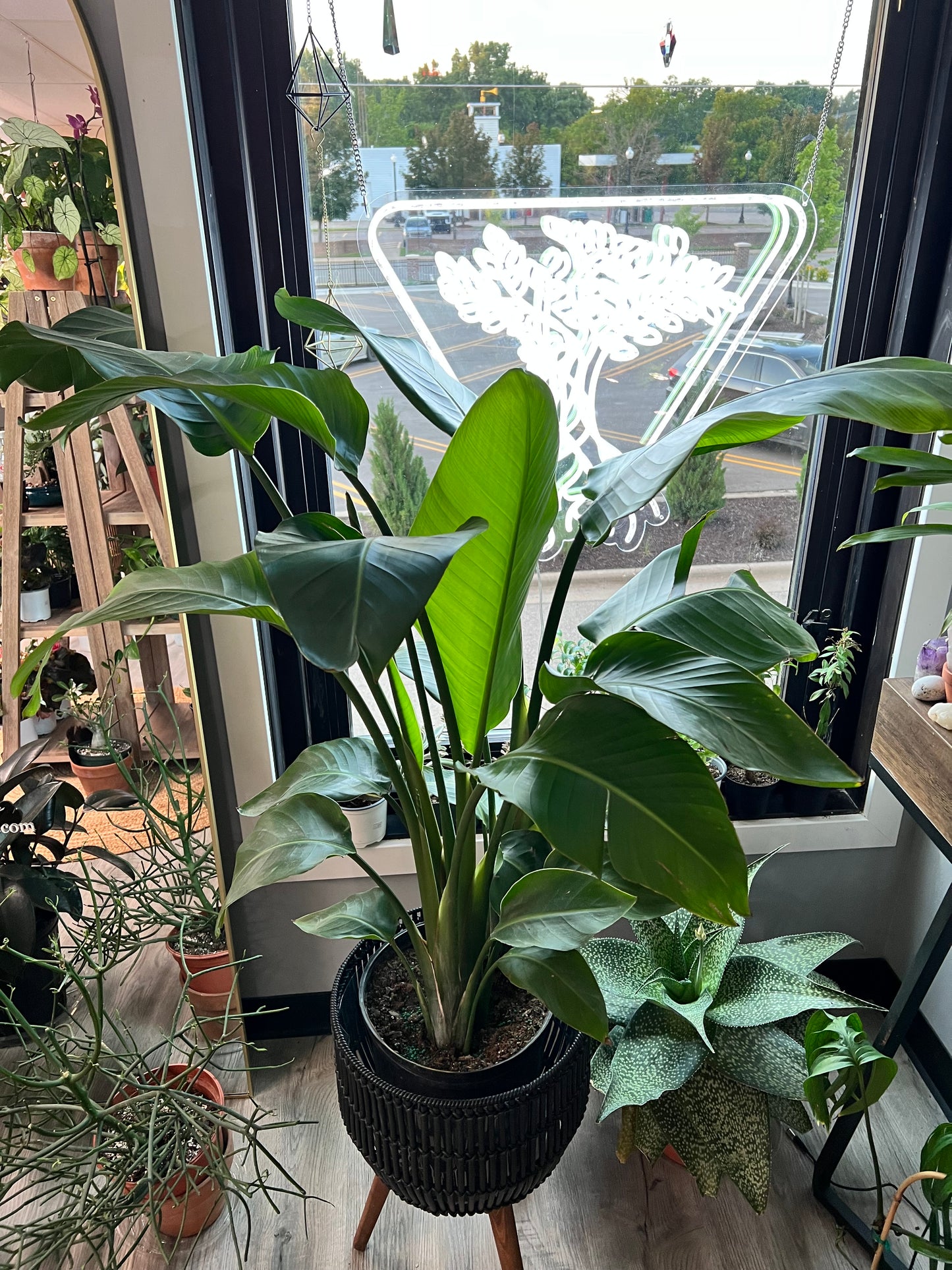 Bird of Paradise White 10