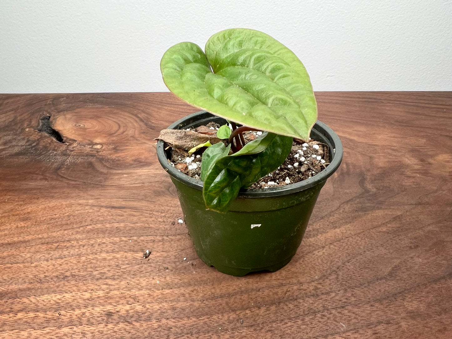 Anthurium Radican X Luxurian 4”